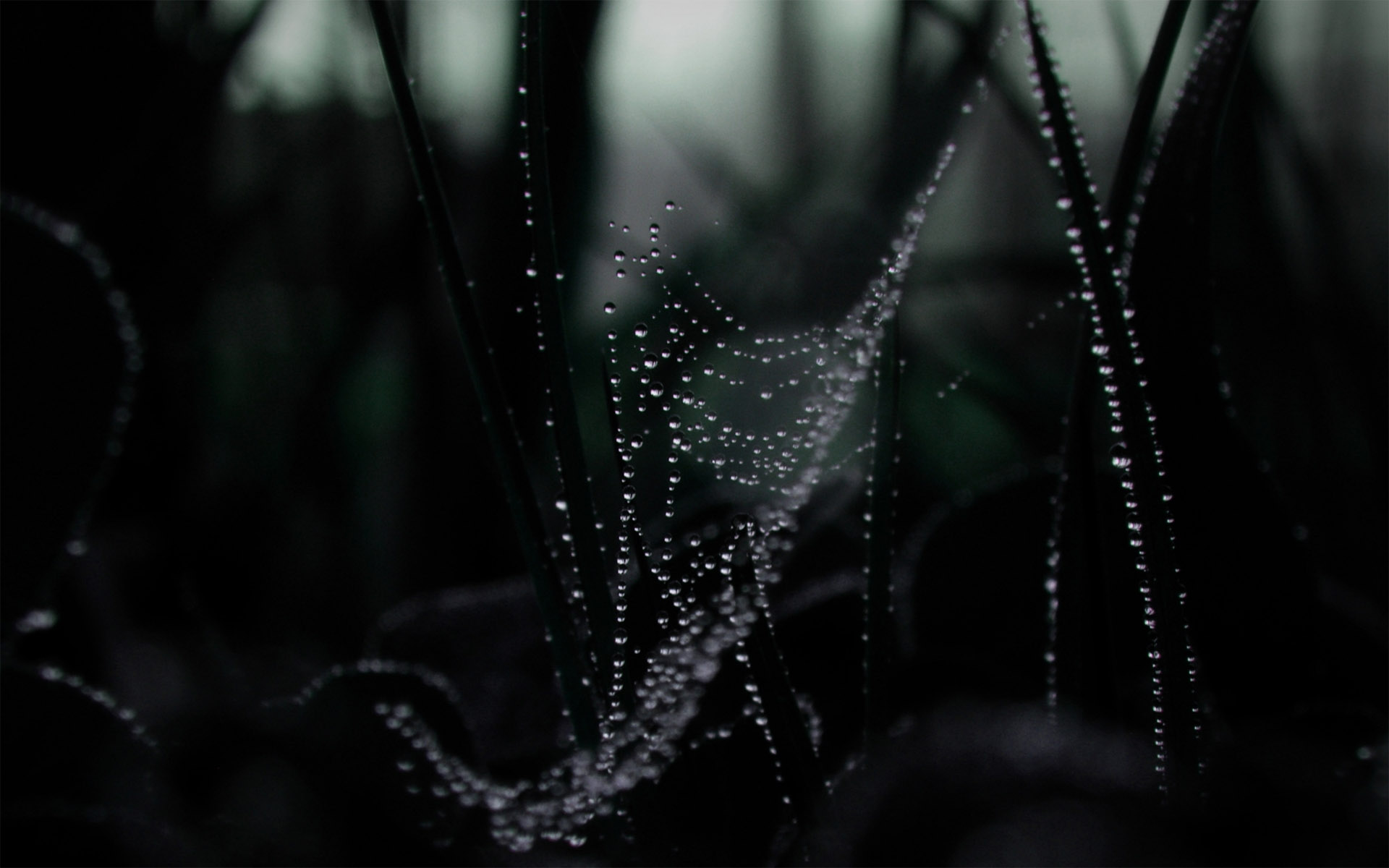 Spider Web HD Wallpaper