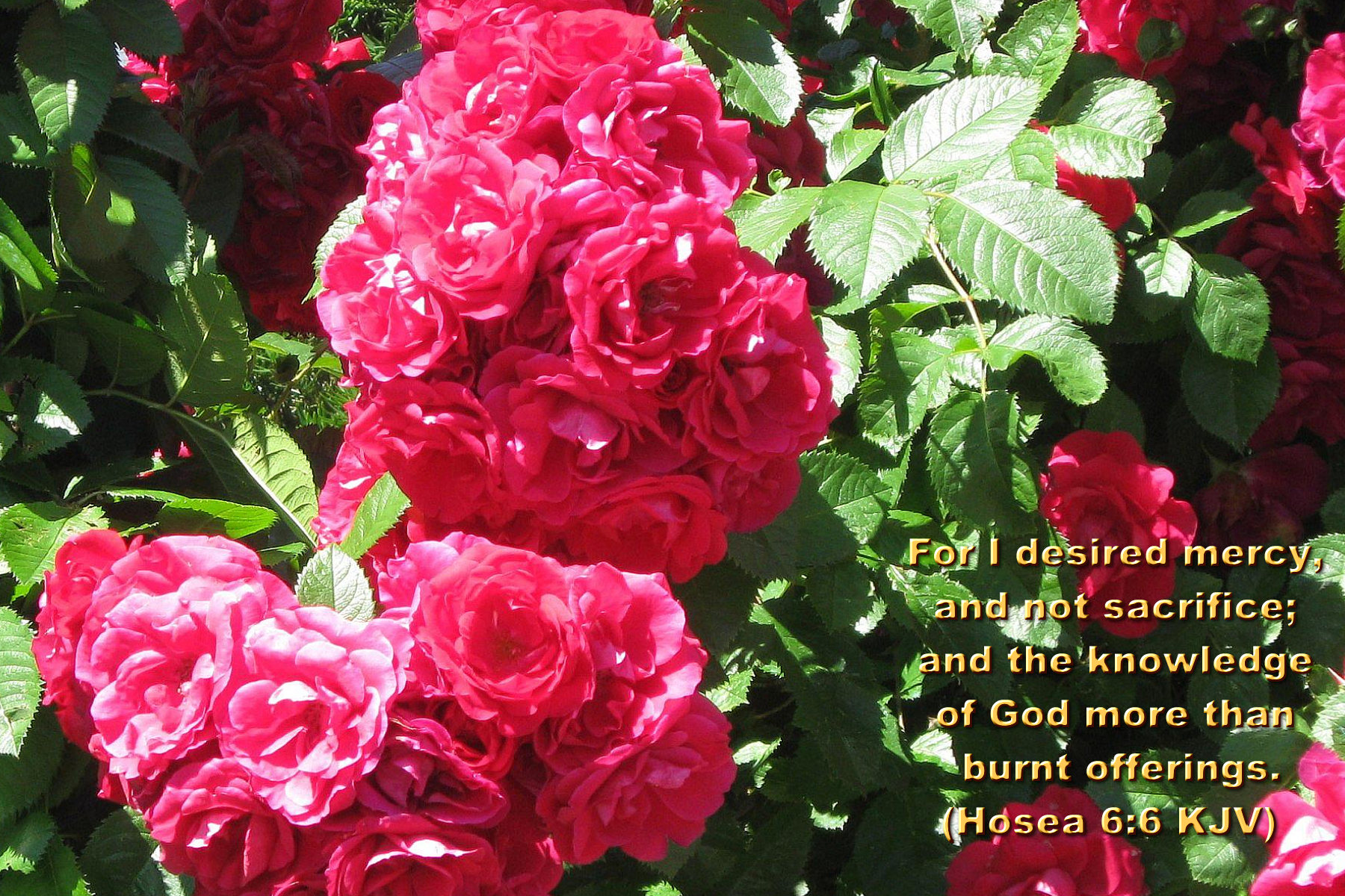 Roses Bible Verses Wallpaper Hot Discussions