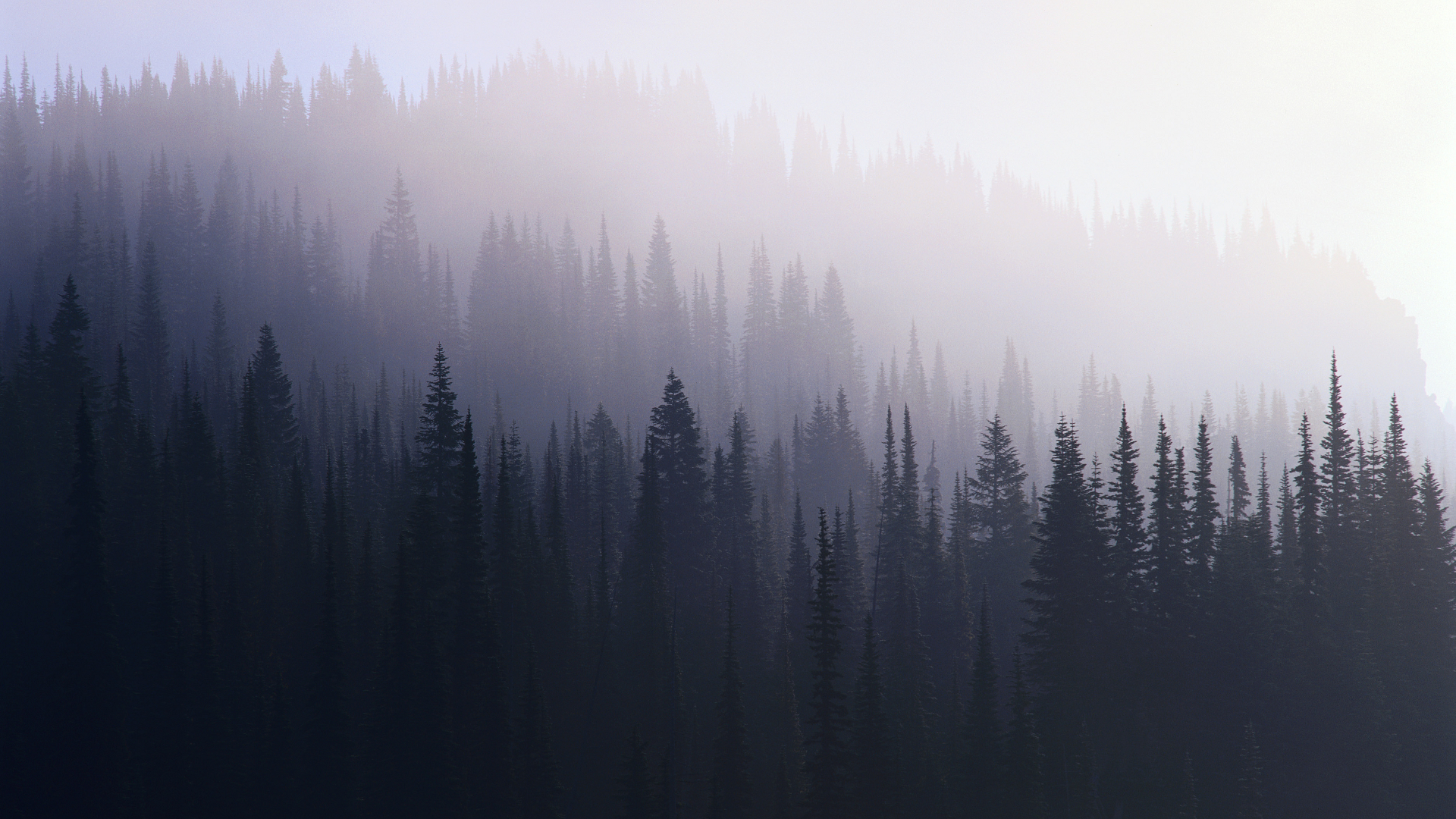 Foggy Evergreen Forest Wallpaper Landscapes Trees