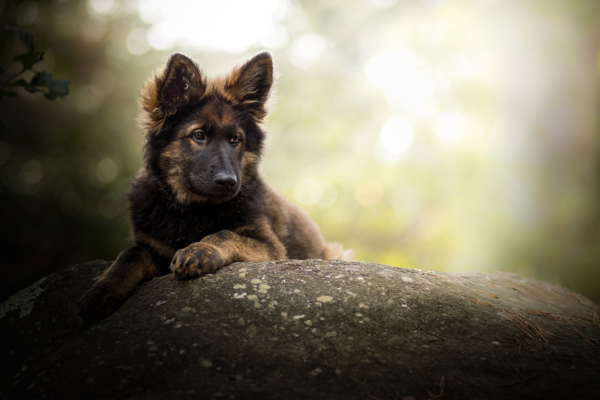 A fluffy German Shepherd puppy rests on a large rock in a soft-focus forest setting, gazing into the distance. 4k wallpaper