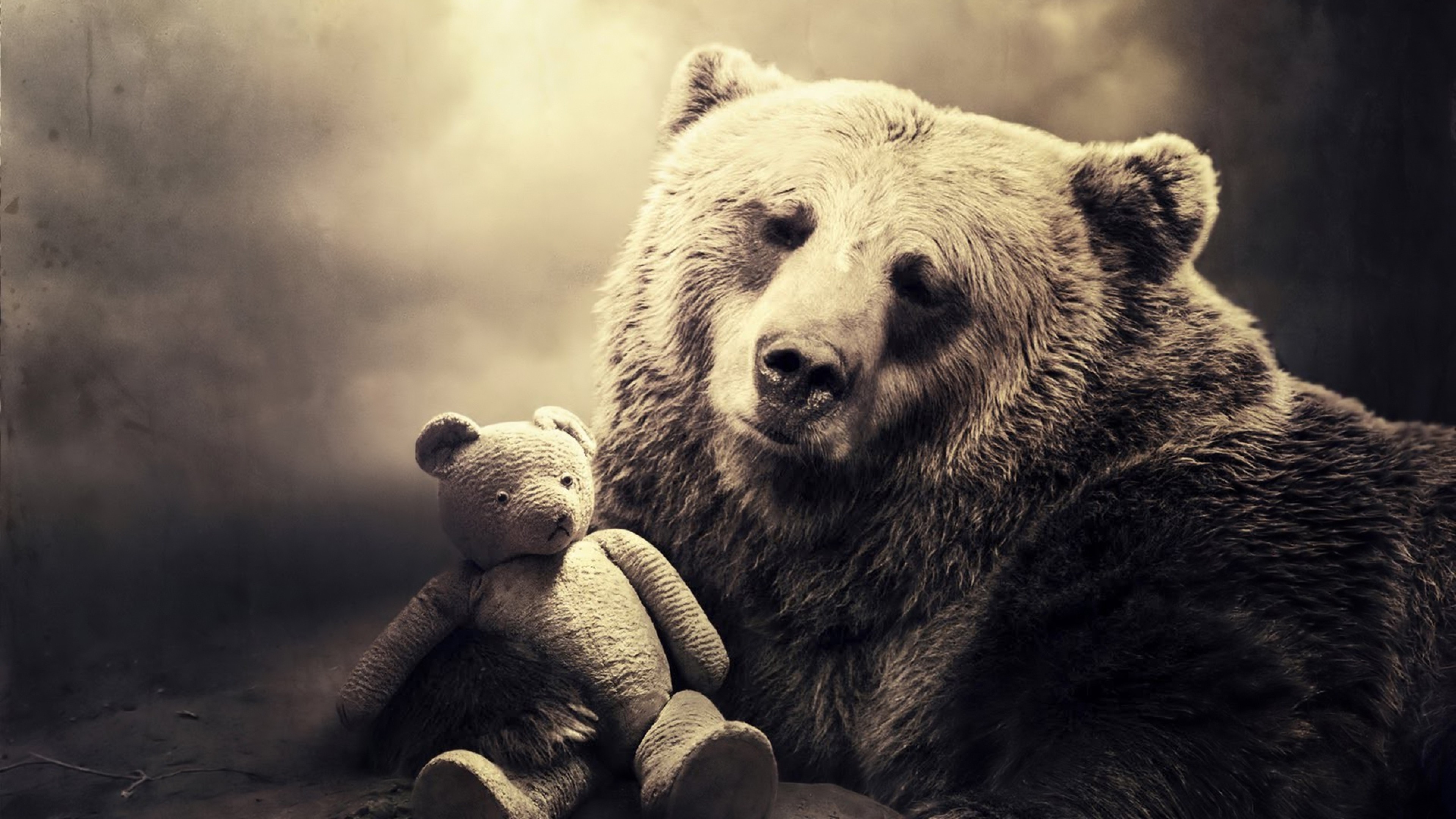 Black Bear Wallpaper