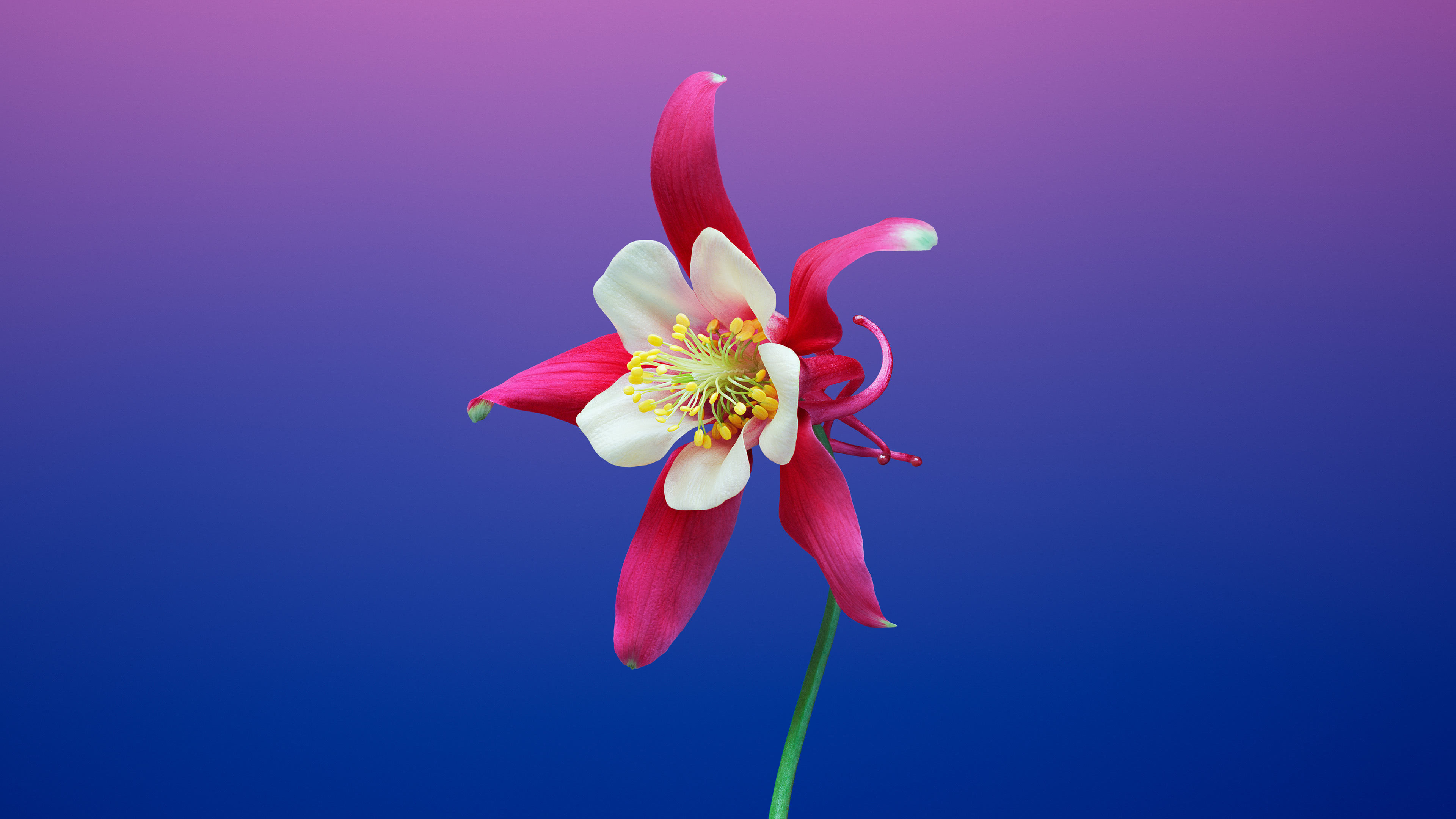Mac Osx Mojave Flower Background UHD 4k Wallpaper