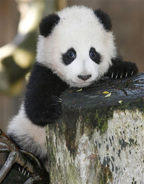 Cute Baby Panda Wallpaper X HD