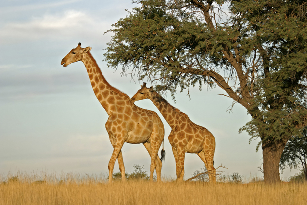 South Africa Giraffes Wall Mural Photo Wallpaper Photowall