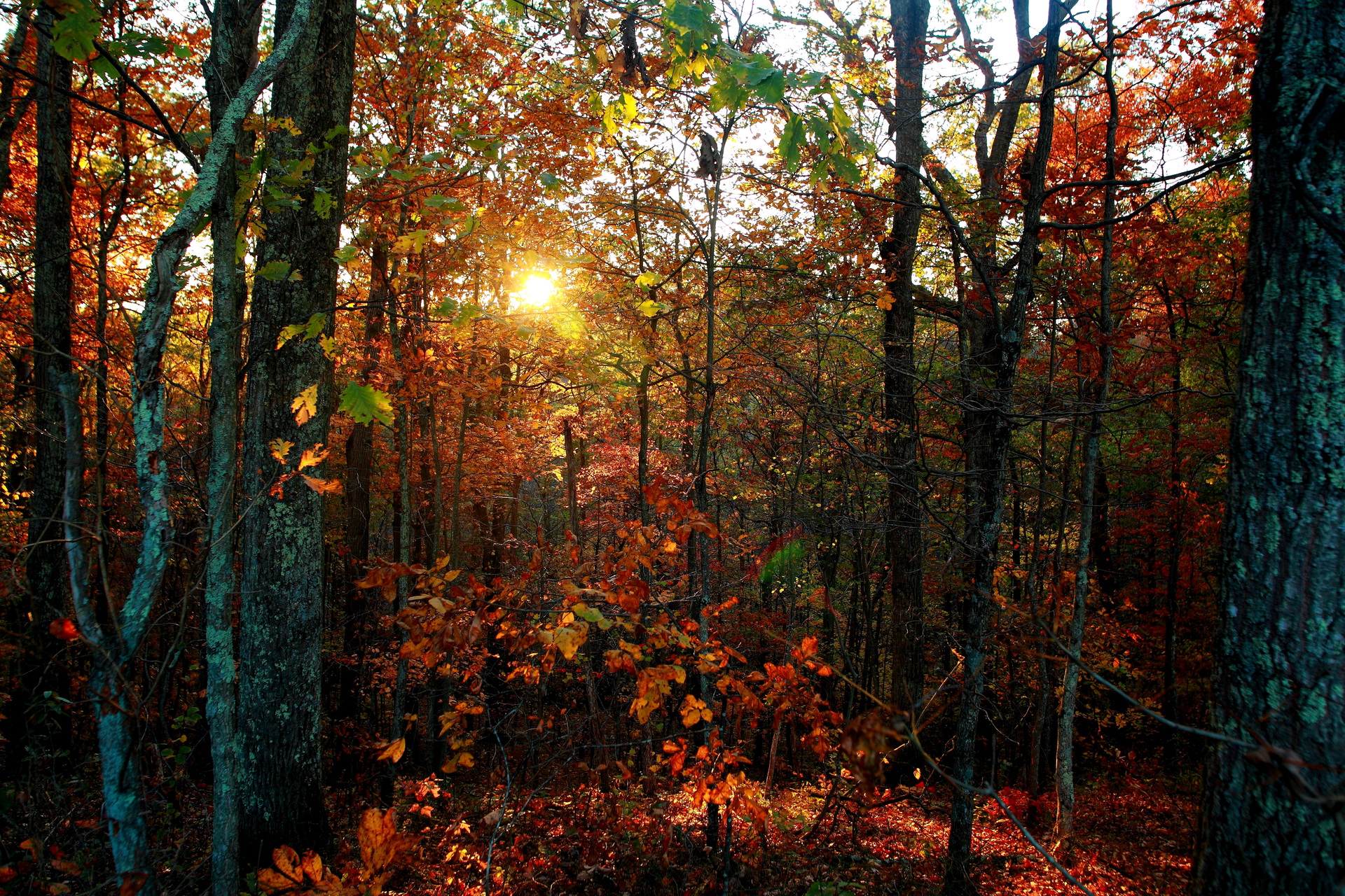 Nature Scenery Scenic Seasons Sun Sunlight Woods