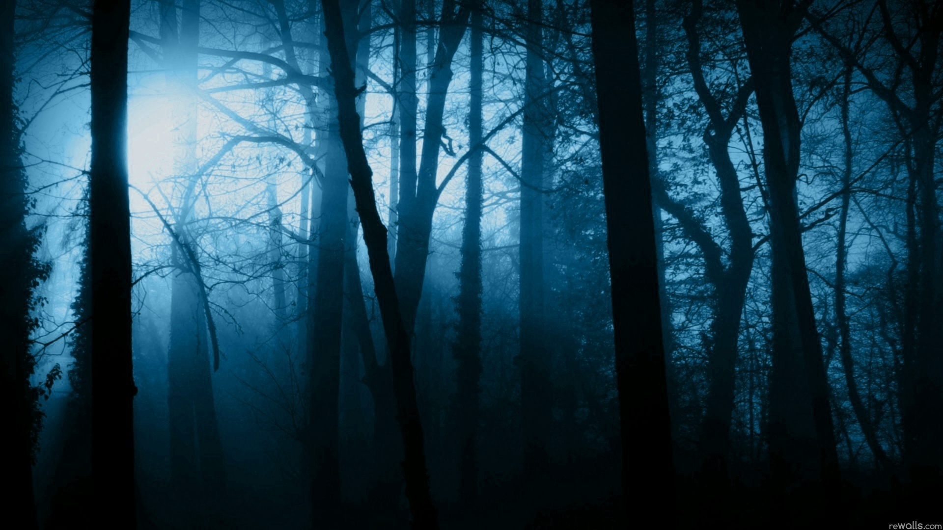 Pictures Scary Dark Forest Wallpaper