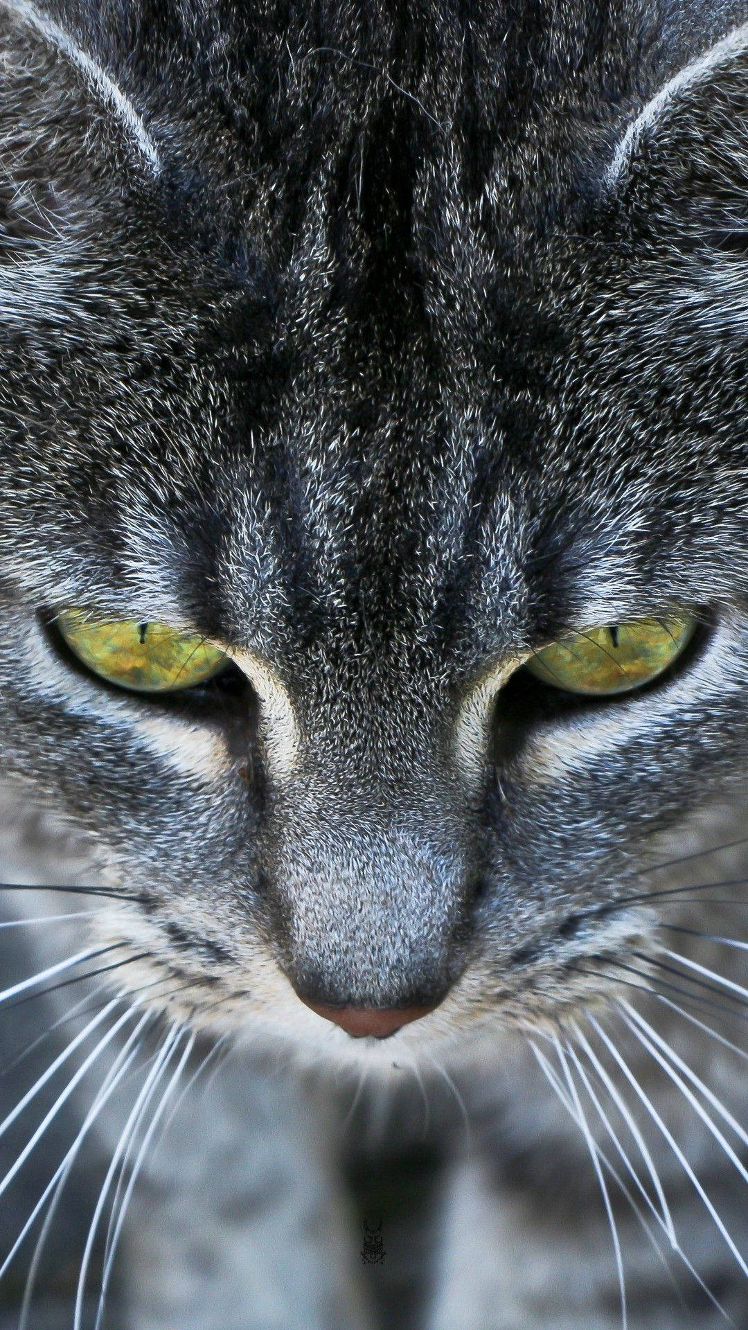 Cat iPhone Wallpaper