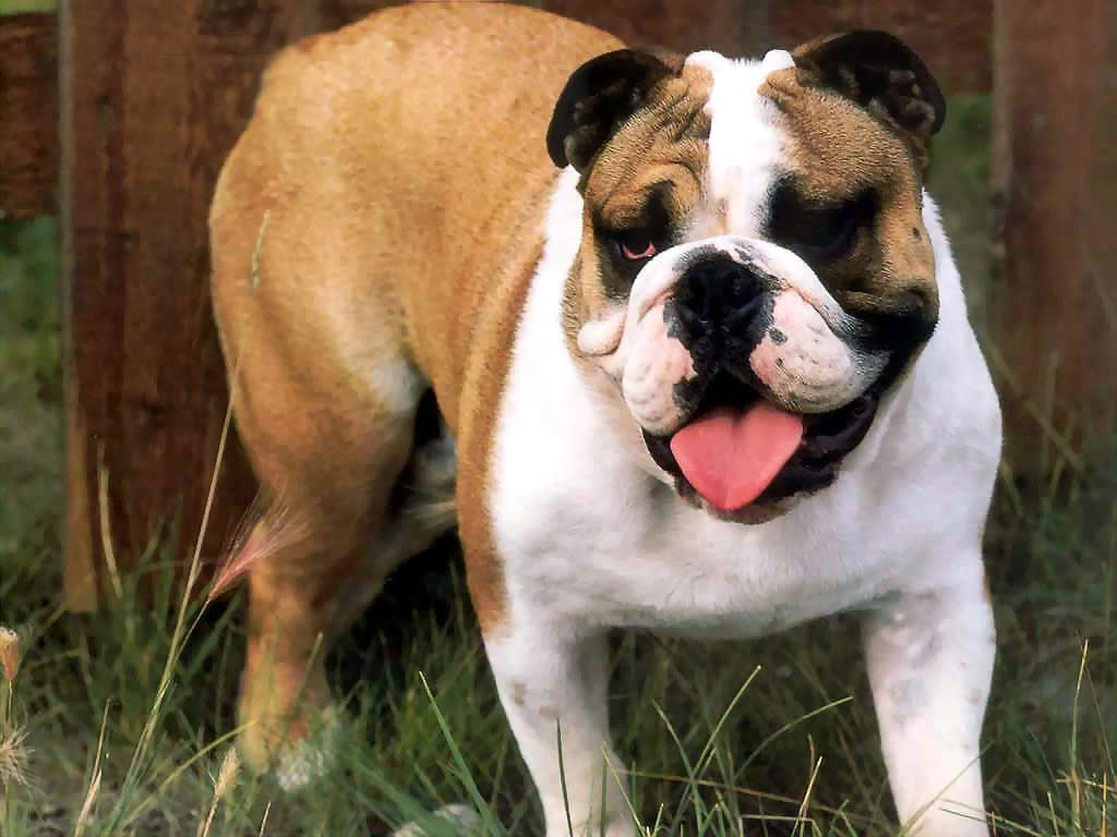 English Bulldog Animal Wallpaper Dogs Puppies Pets