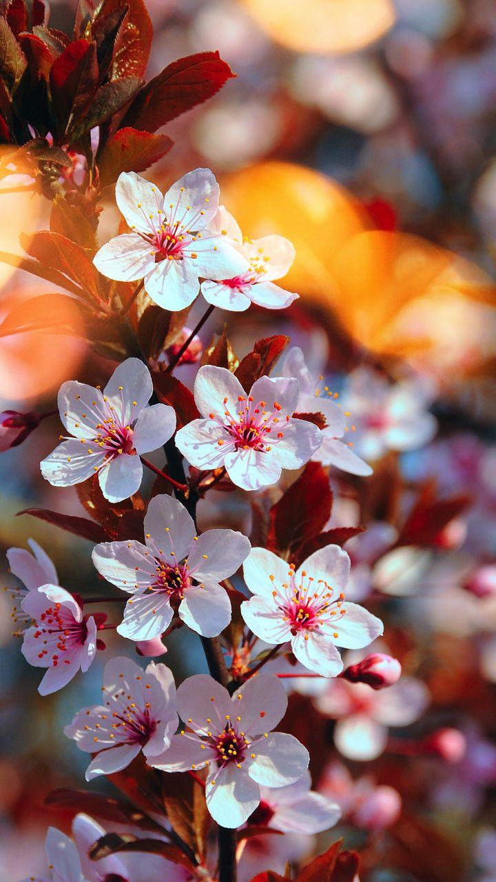 Cherry Blossom Pink Flowers Close Up Spring Wallpaper