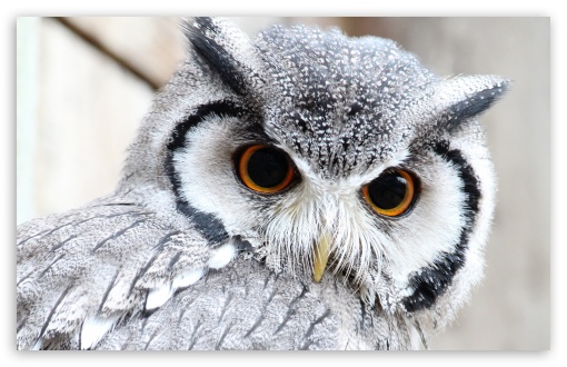 Cute Owl HD desktop wallpaper Widescreen High Definition
