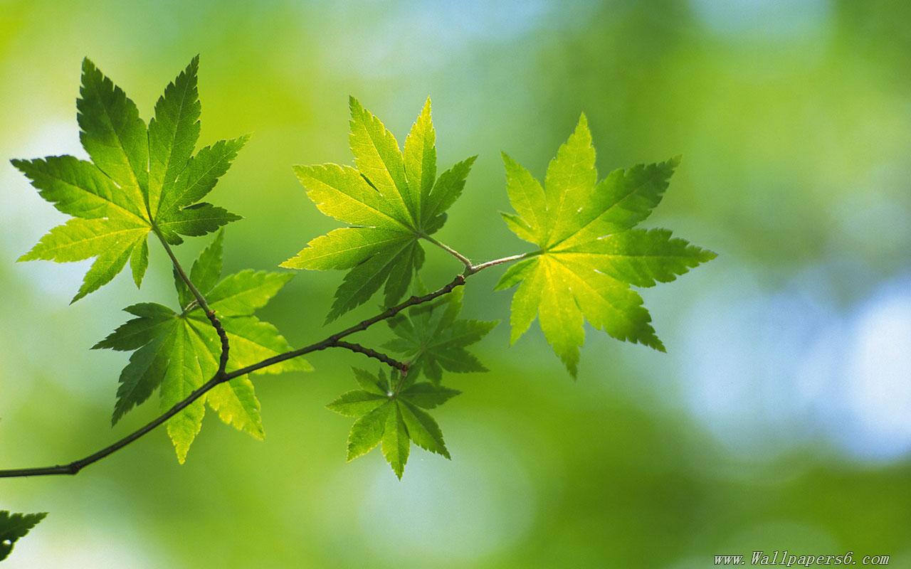 wallpapers high resolution spring green leaves 1 high resolution