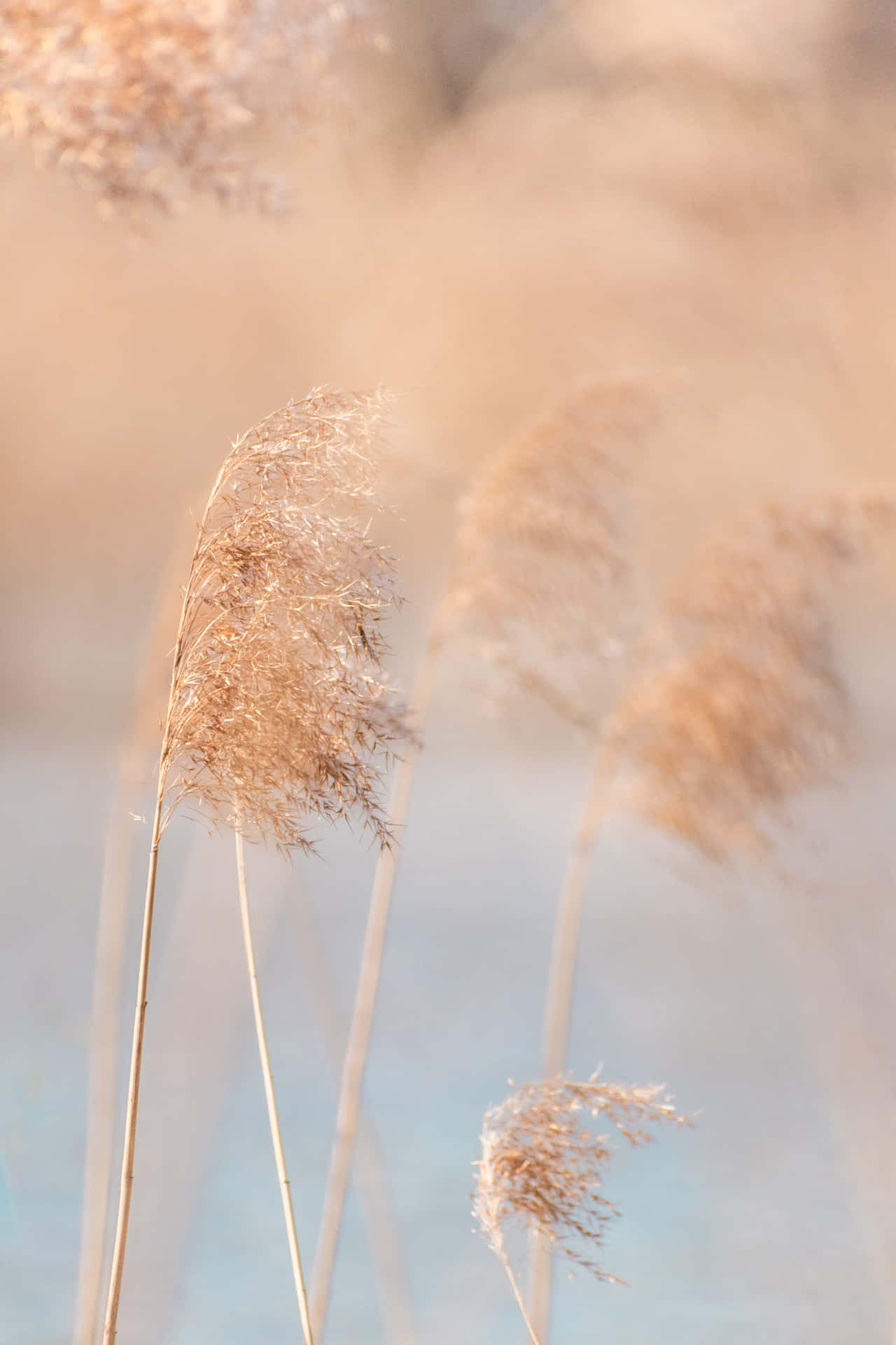 A Natural Sea Of Pampas Grass Spreading Across The Drey Wallpaper