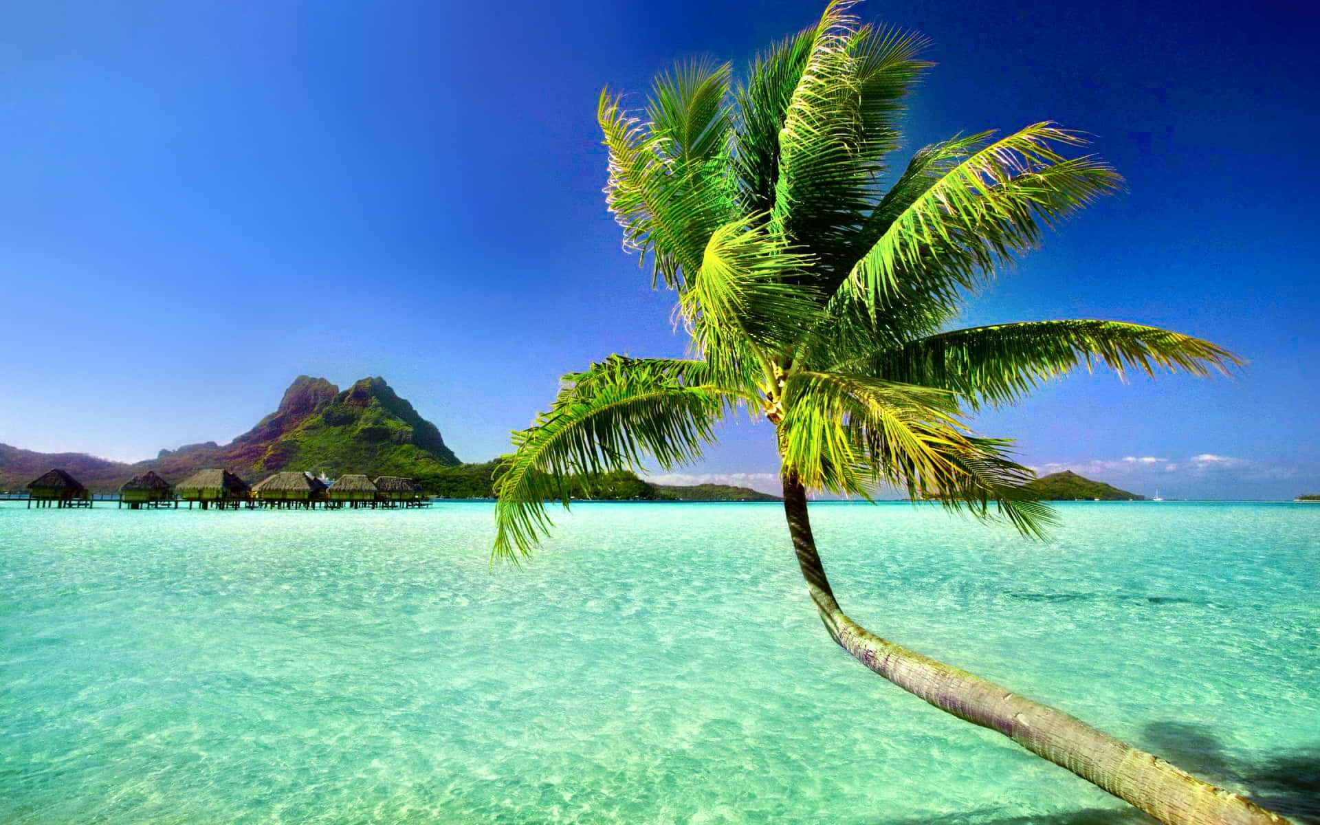 Palm Tree Beach Wallpaper