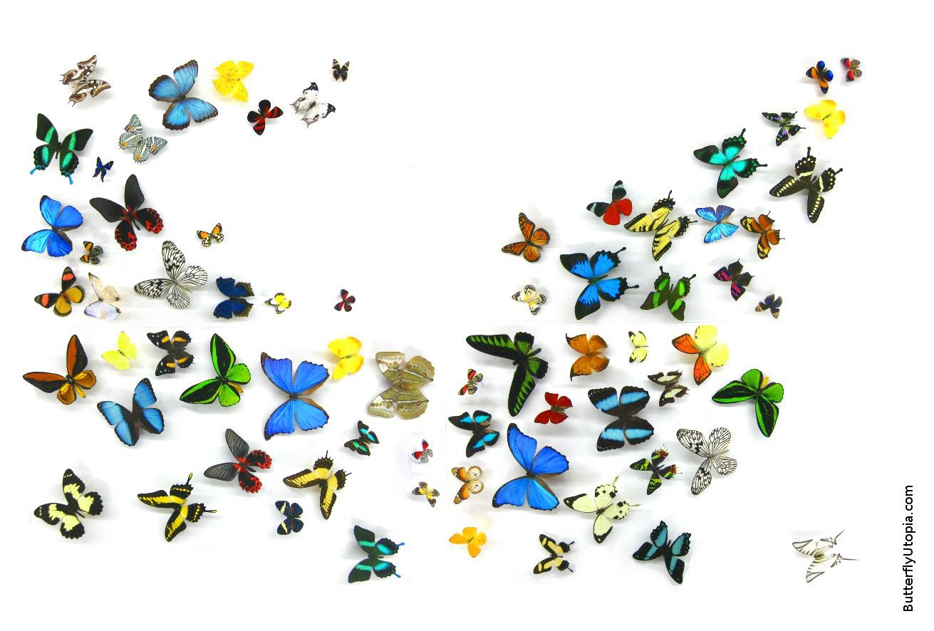 Butterfly Wallpaper Background Desktop