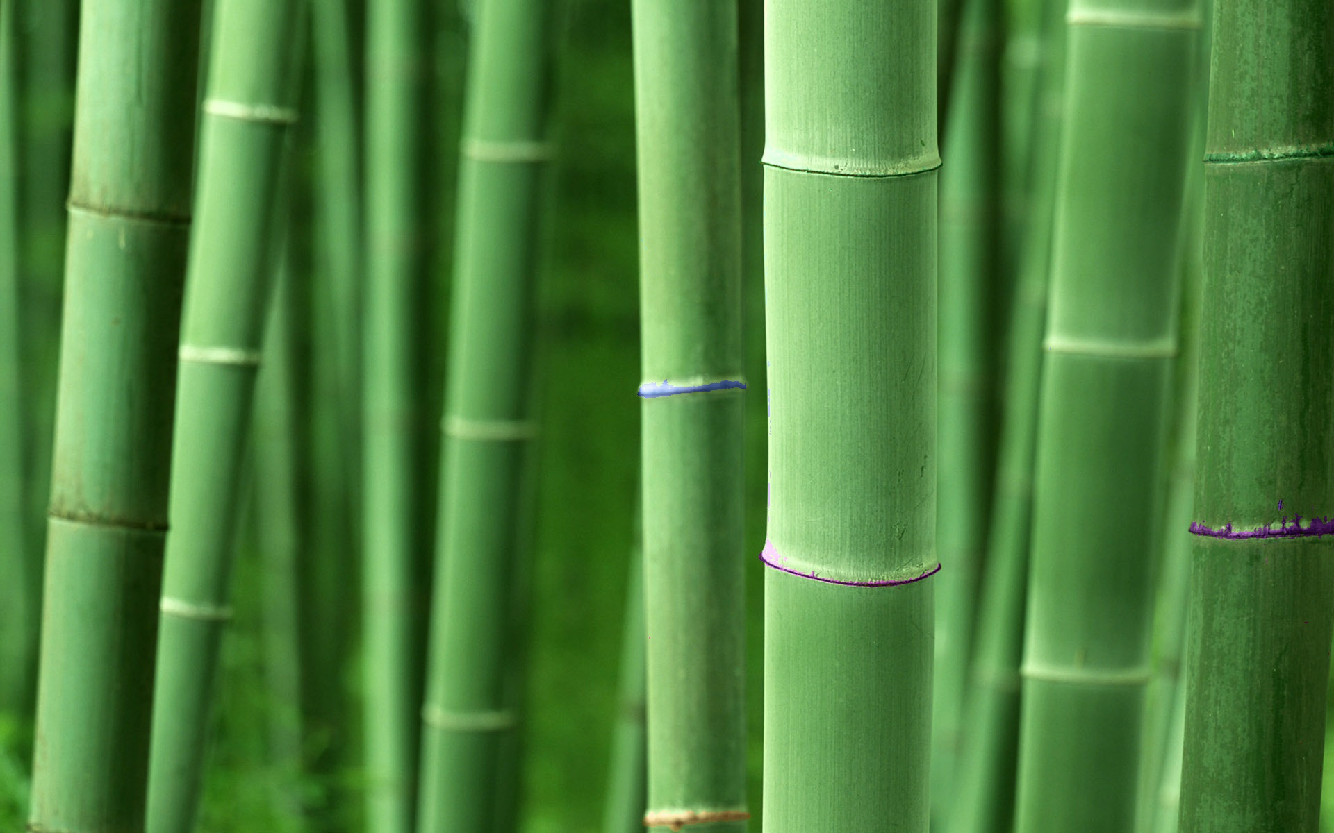 Bamboo Desktop Wallpaper