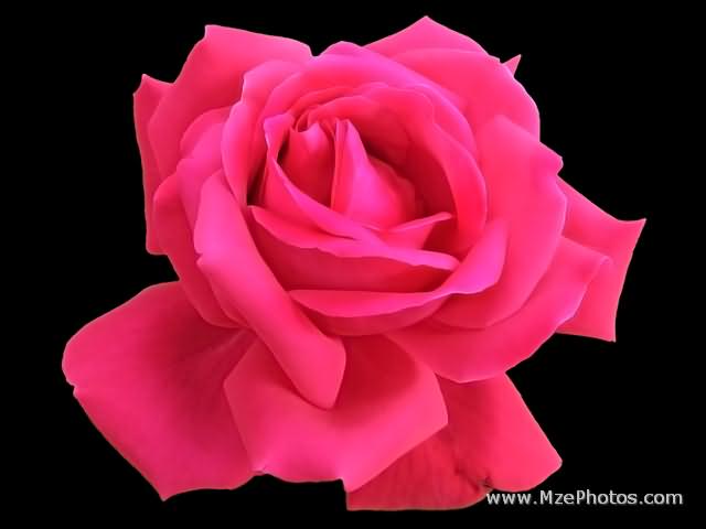 Black And Pink Roses HD Walls Find Wallpapers