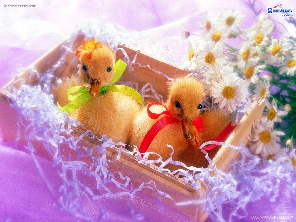So Here Are Some Adorable Chicks In A Crate
