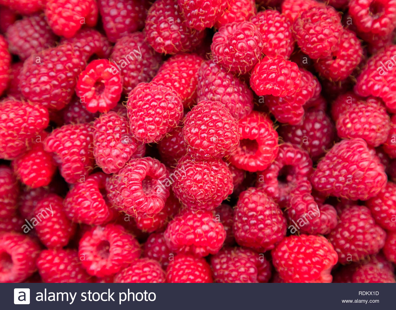 Freshly Picked Organic Home Grown Sweet Raspberries Ripe Red