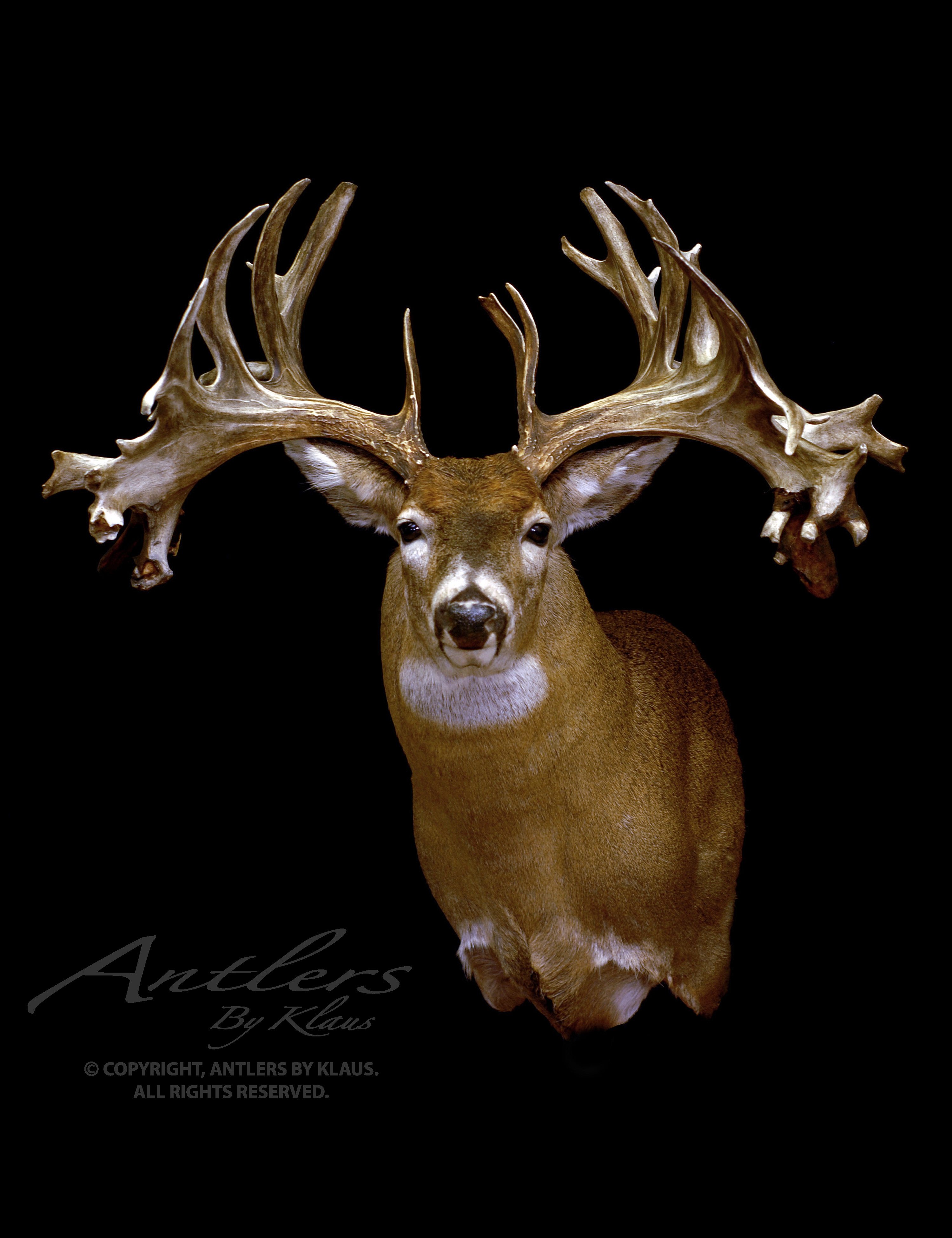Legendary Whitetails Image Crazy Gallery