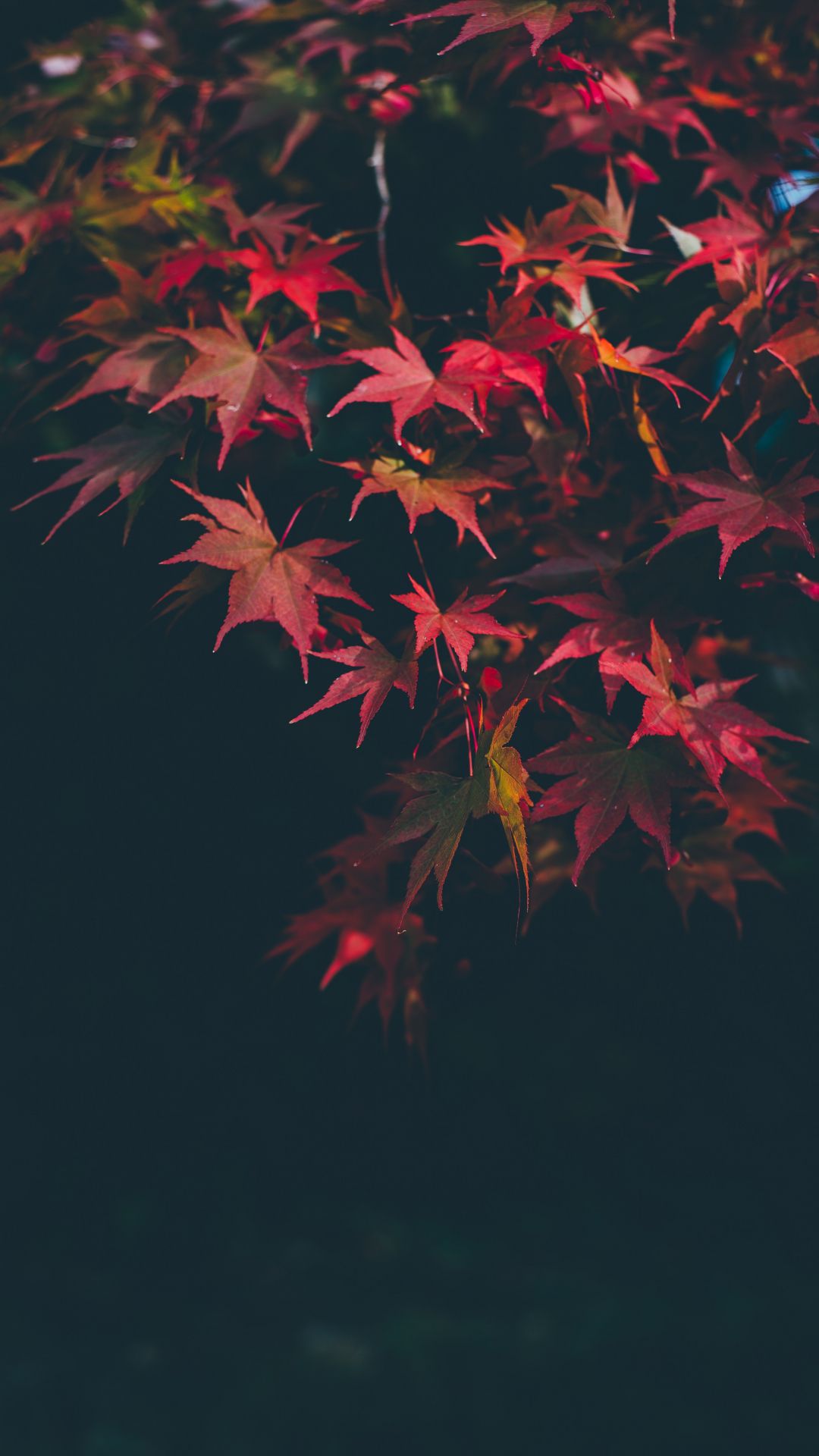 Red iPhone Wallpaper