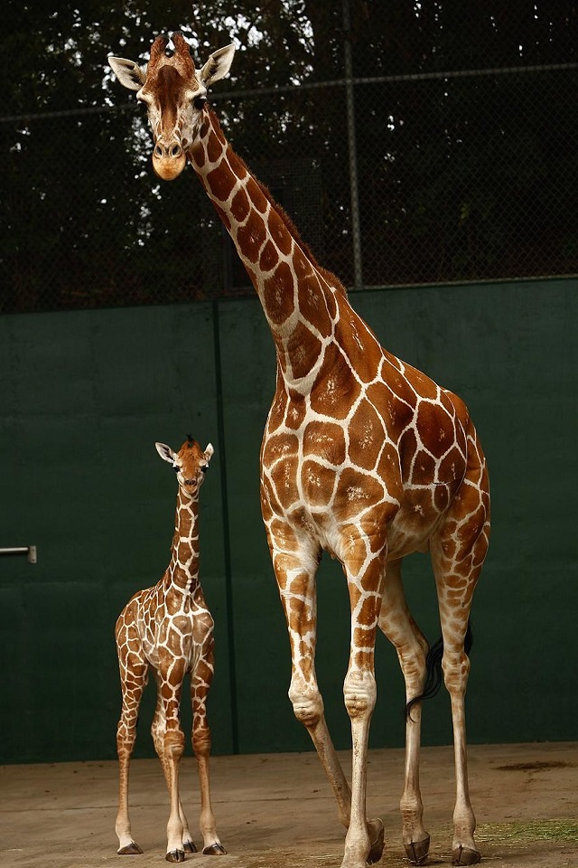 Giraffe Baby iPhone 4s Wallpaper iPad
