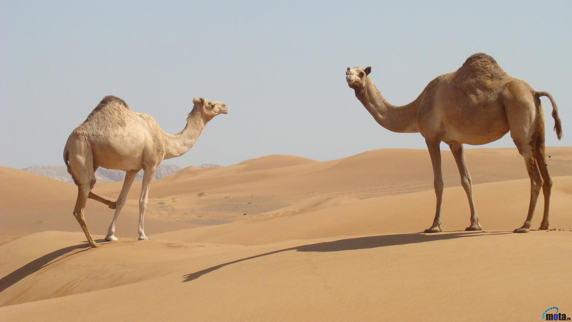 Wallpaper Two Camels In The Desert X