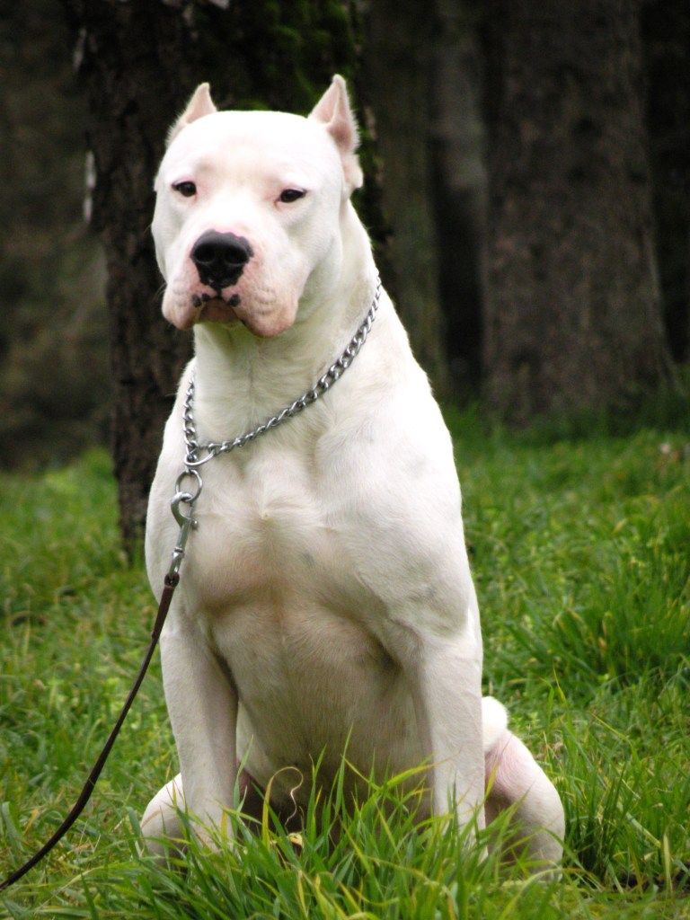 Argentine Dogo Pictures Wallpaper9