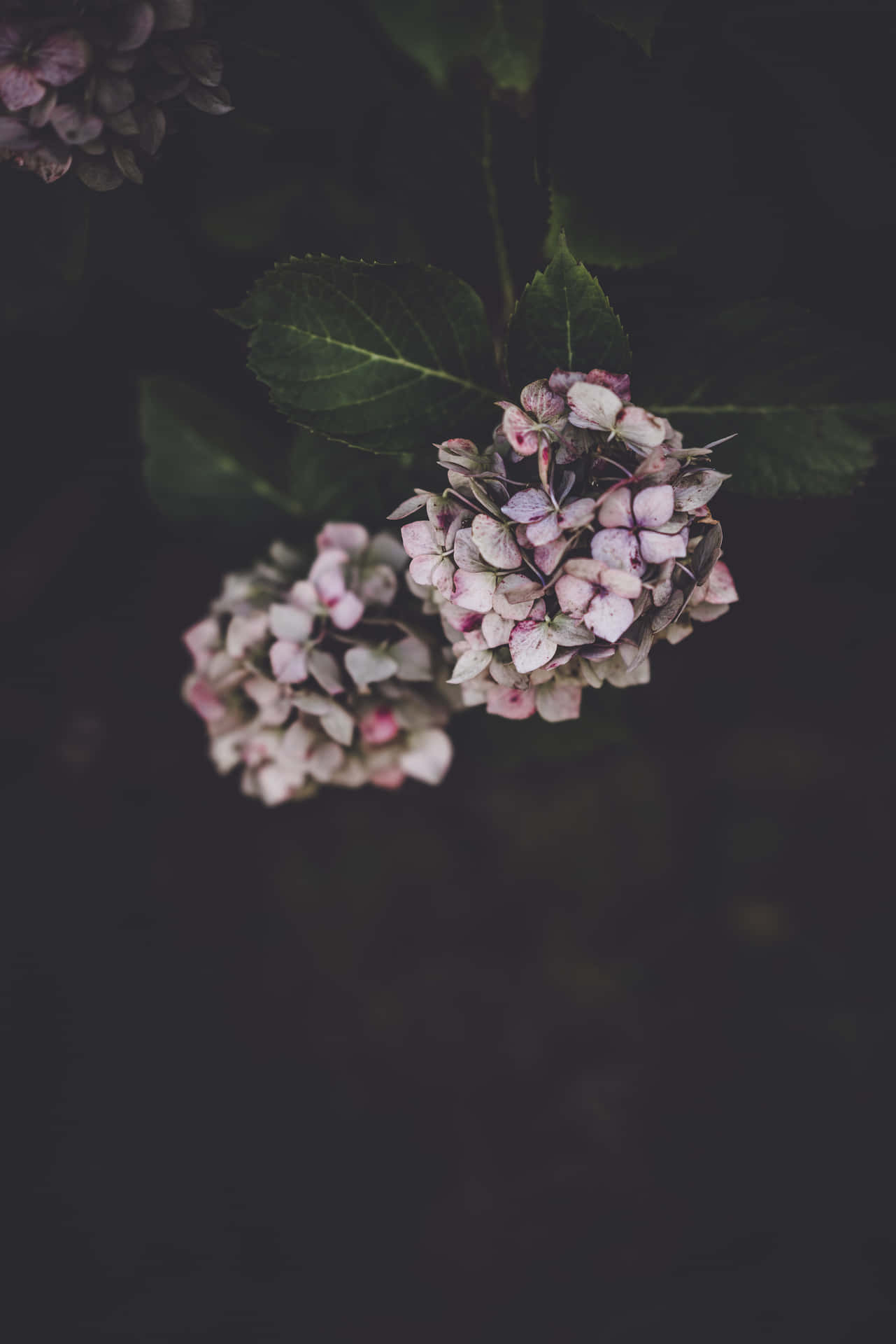 A Moody Delicate Hydrangea Flower Aln0107iig3p5796 Wallpaper