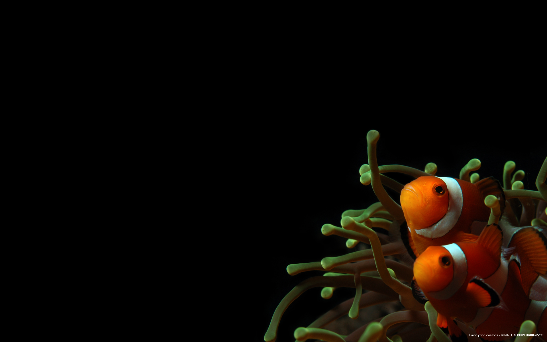 Clownfish Sea Anemones Wallpaper Hq