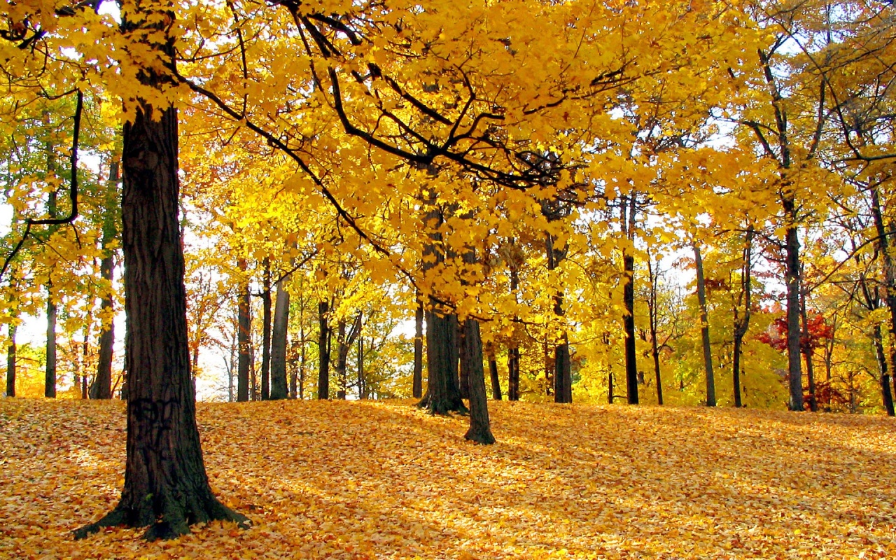 Beautiful Autumn Leaves Desktop Pc And Mac Wallpaper