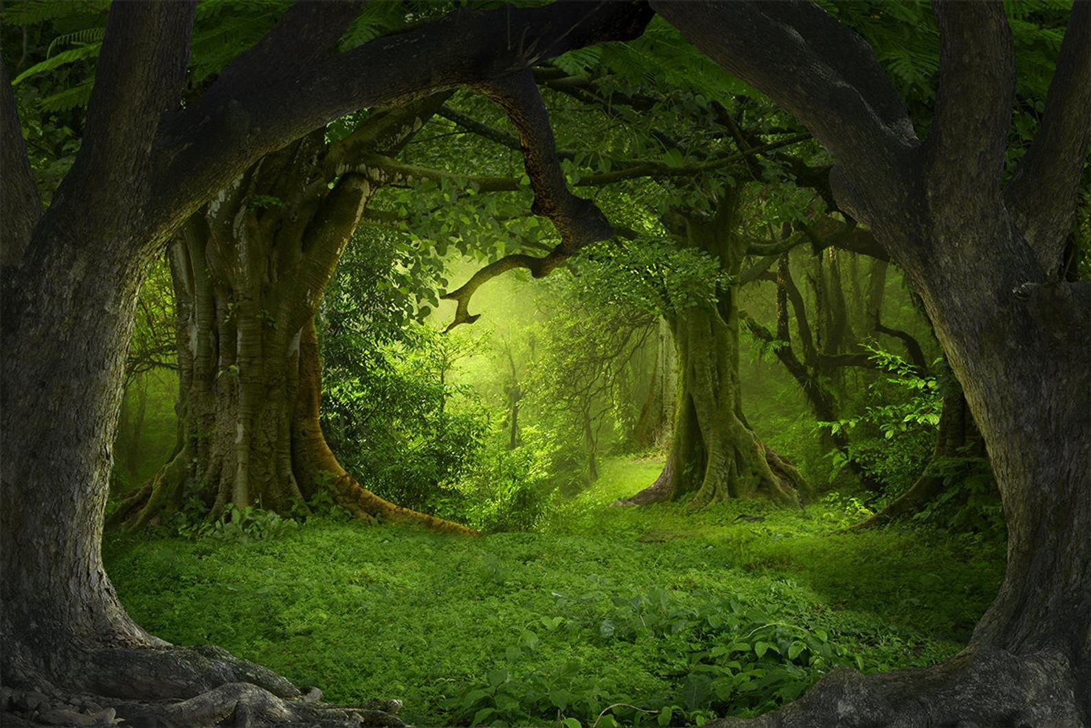 Buy Mystical Forest Wall Mural Magical Wallpaper Large