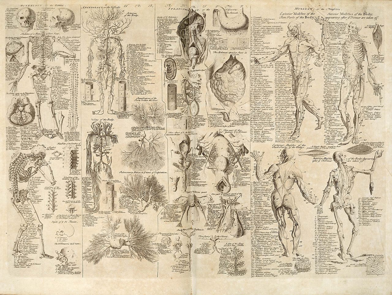 File Anatomical Chart Cyclopaedia Volume Between S