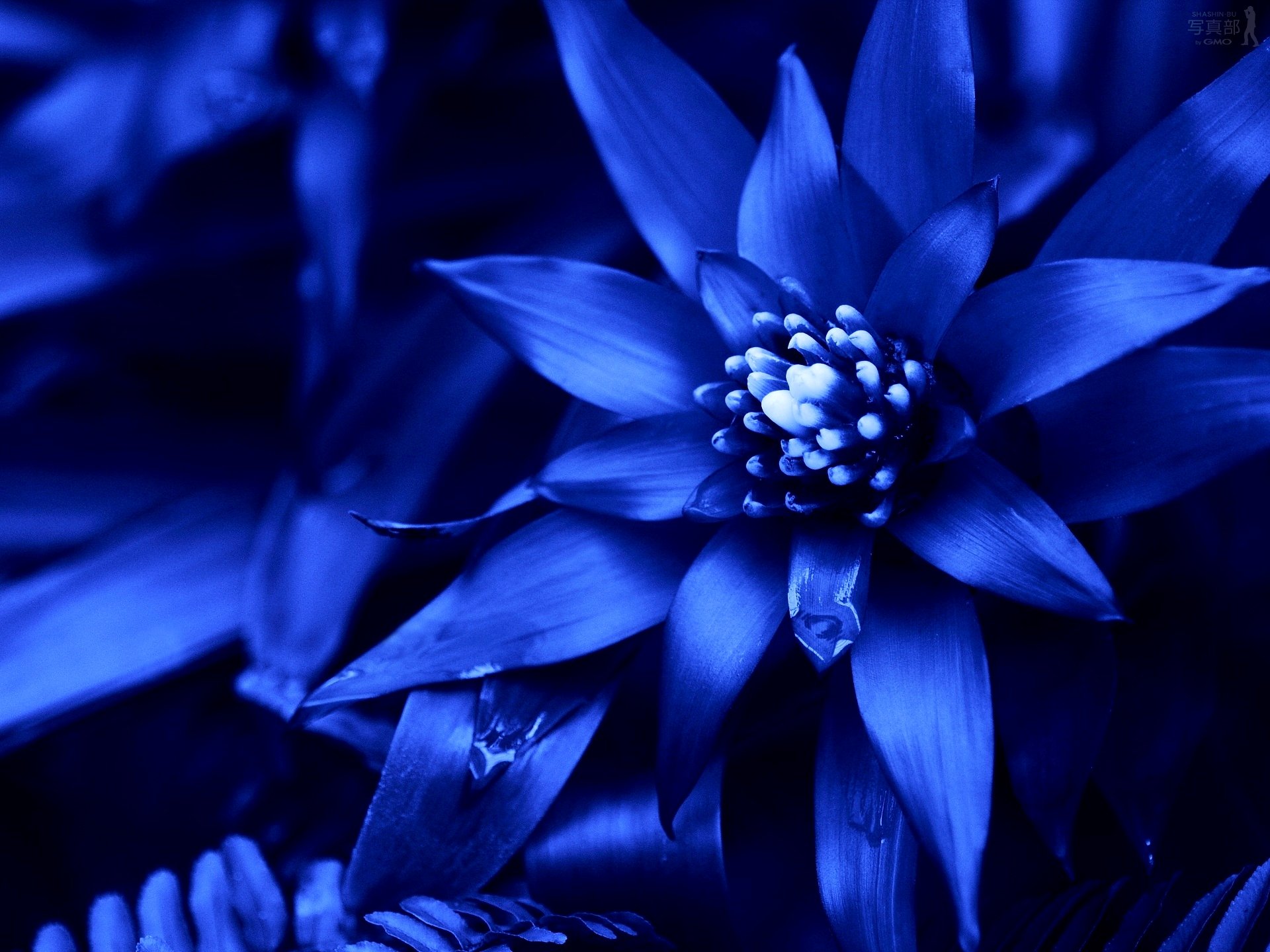 Blue Flowers Available In October 31 Hd Wallpaper