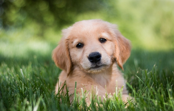 Golden Retriever Dog Puppy Eyes Grass Wallpaper