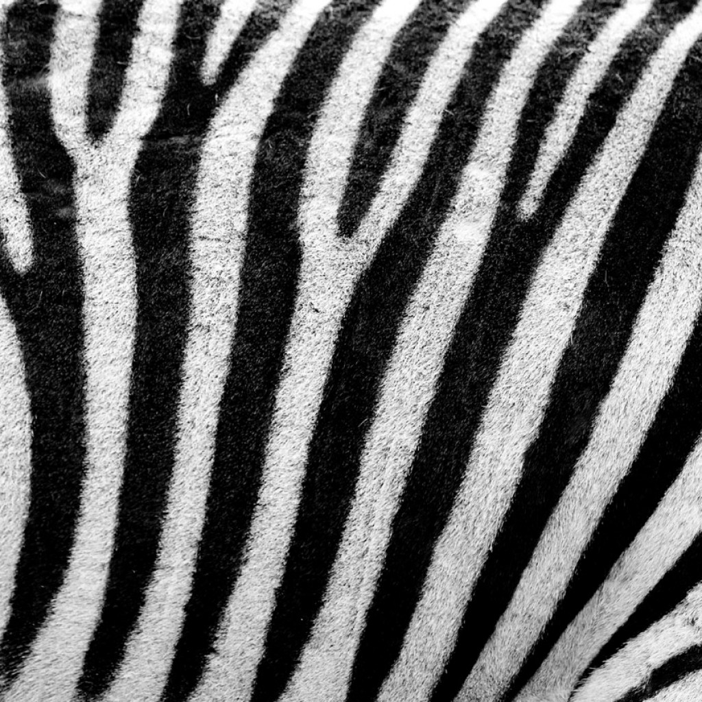 Zebra Texture Wallpaper For iPad And Galaxy Tab Tablet