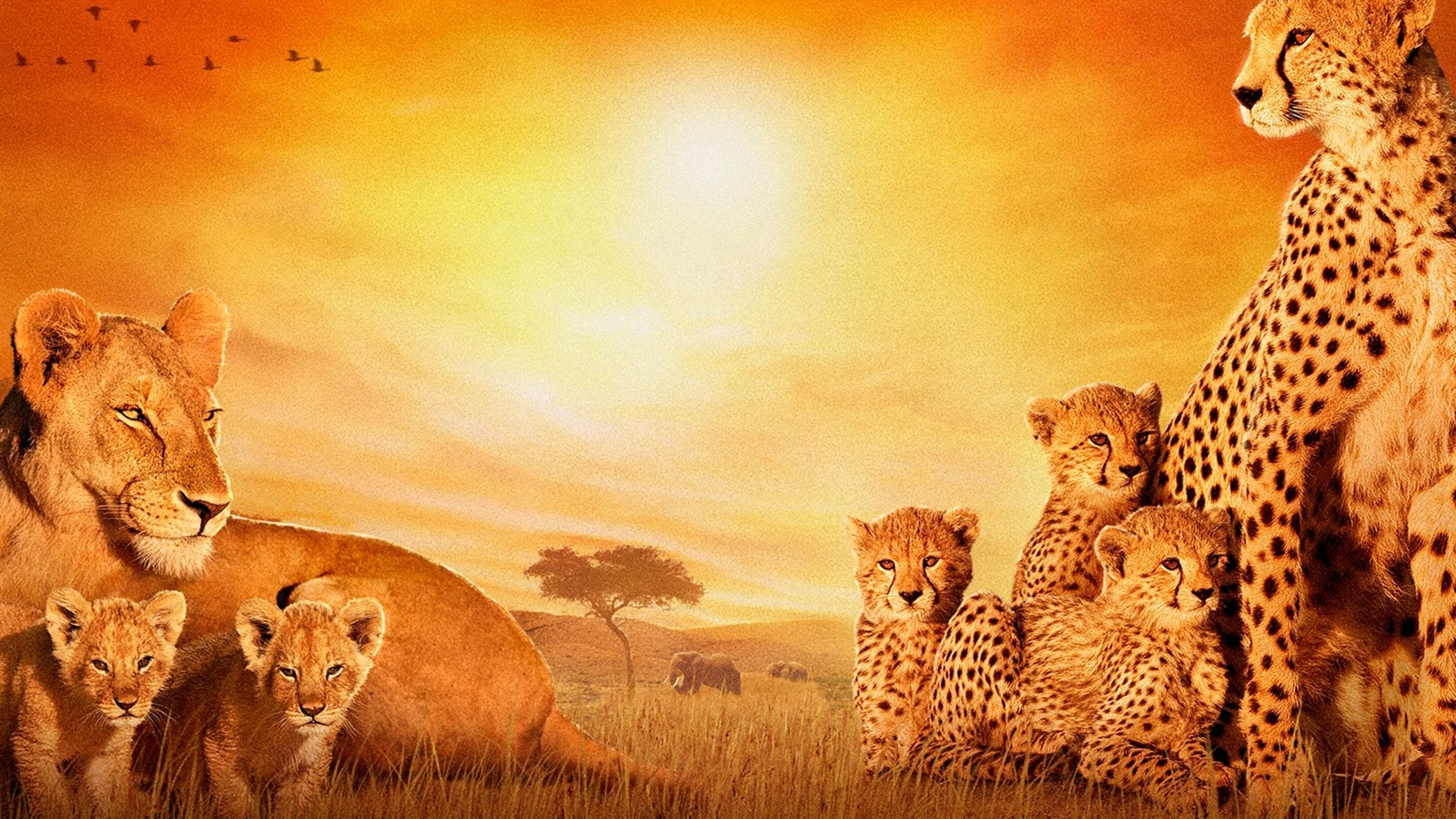 African Animals Wallpaper