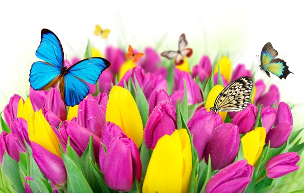 Flowers Colorful Spring Butterflies Tulips Purple Yellow Fresh