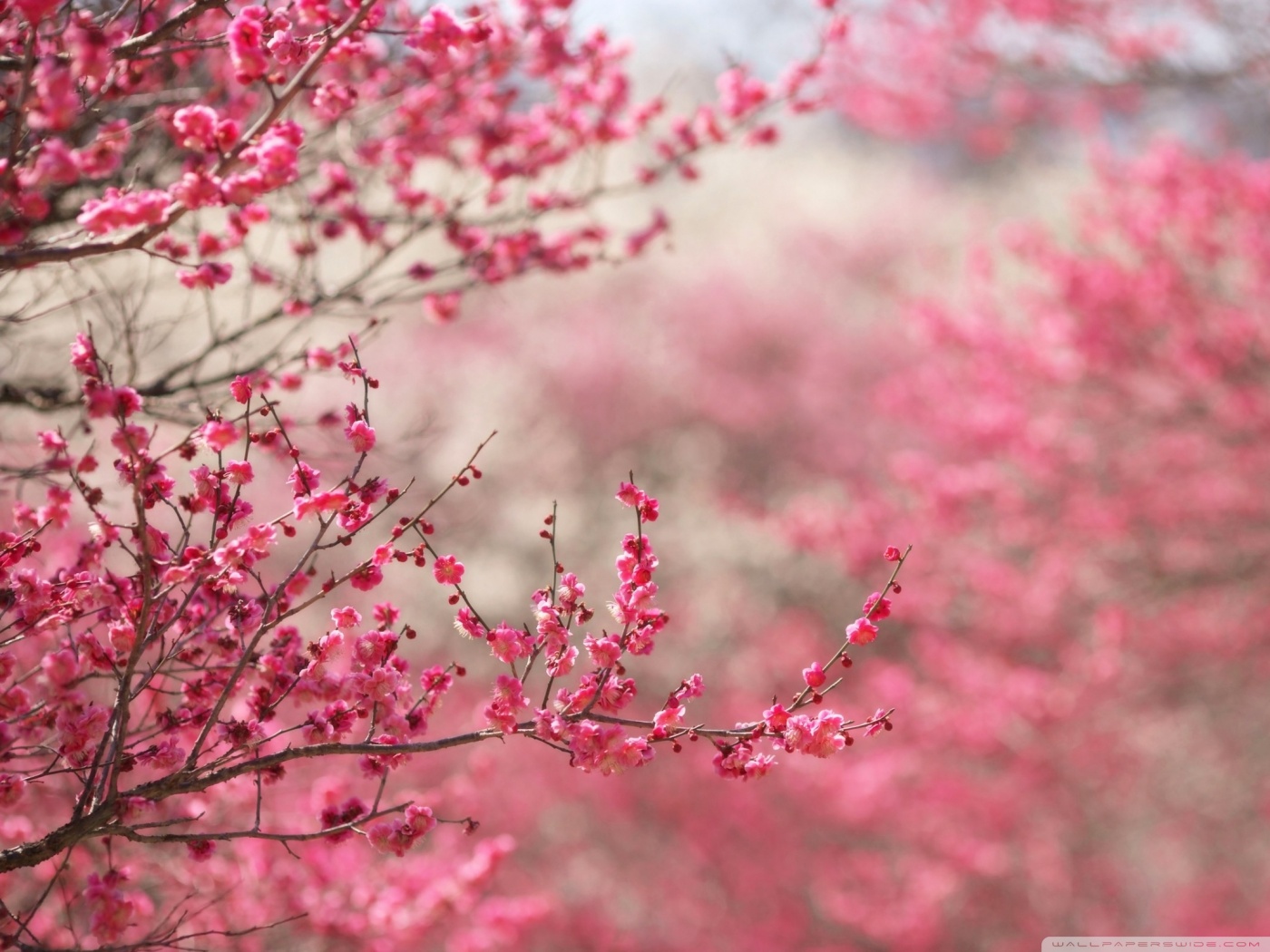 HD wallpaper Sakura Cherry Blossom Hd Desktop High Definition by
