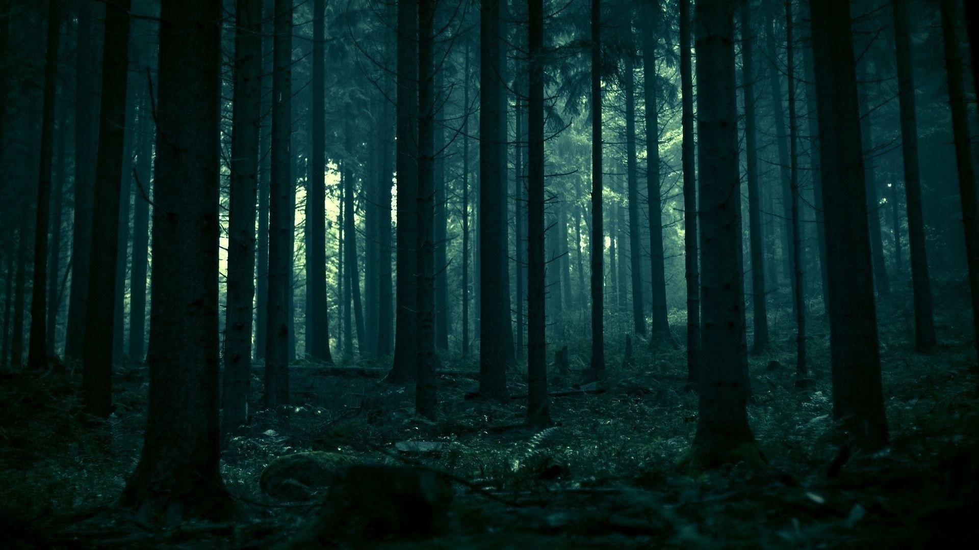 Dark Forest HD Wallpaper 61 images