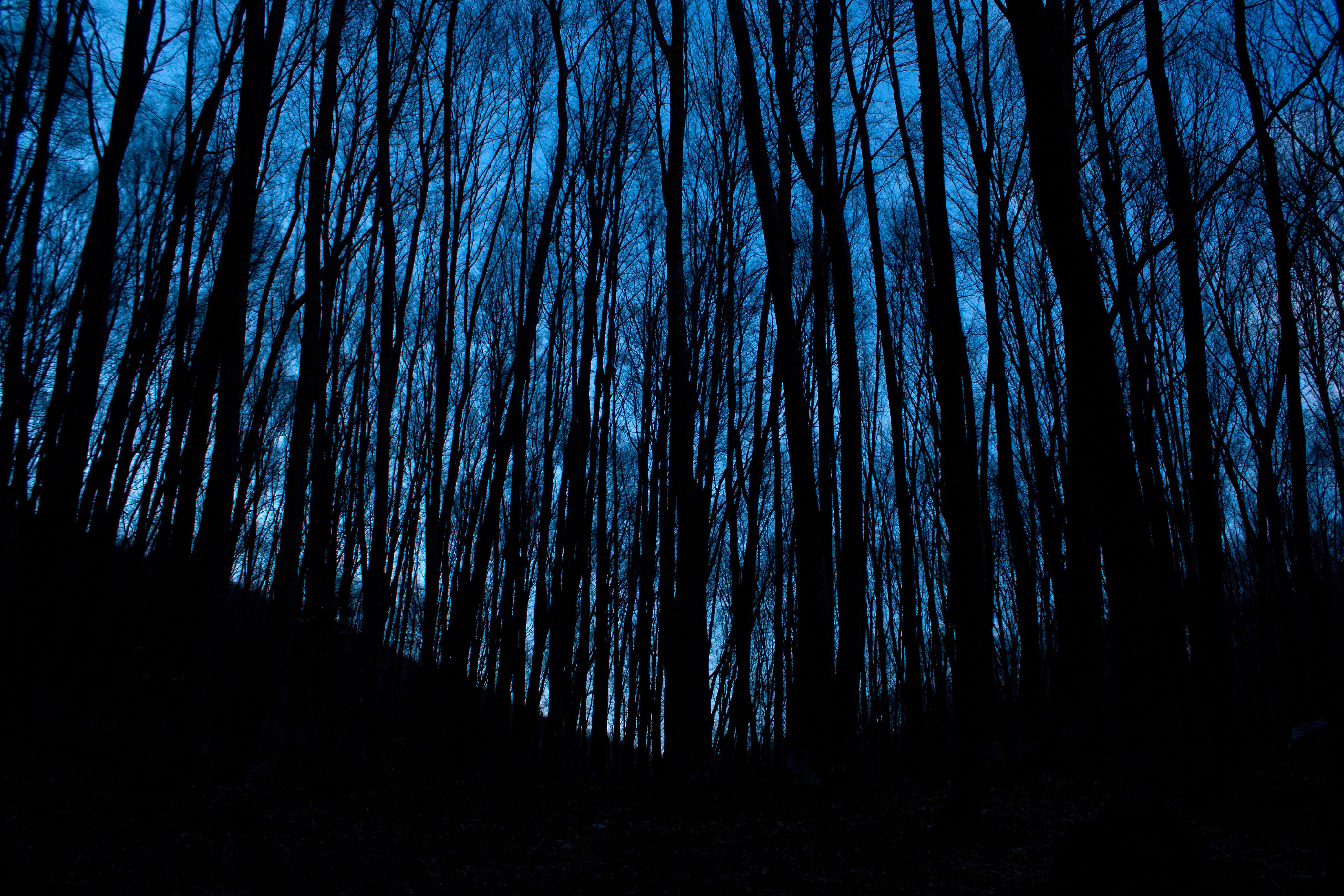 Forest And Trees At Night In The Darkness Image Wallpaper