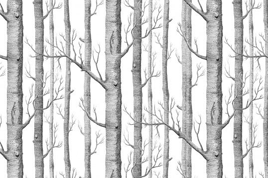 Murals Wallpaper Illustrated Birch Tree Forest