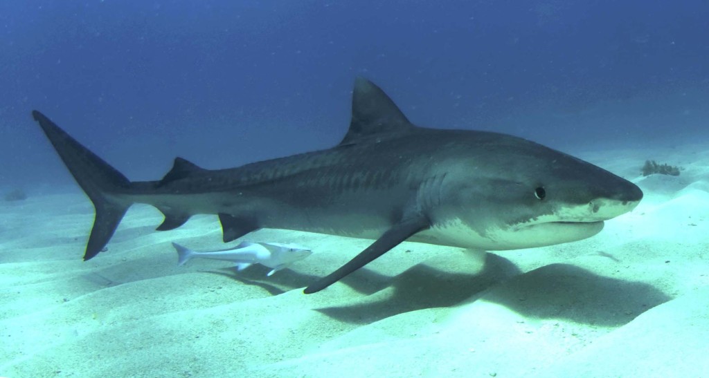 Tiger Shark Pictures And HD Wallpaper