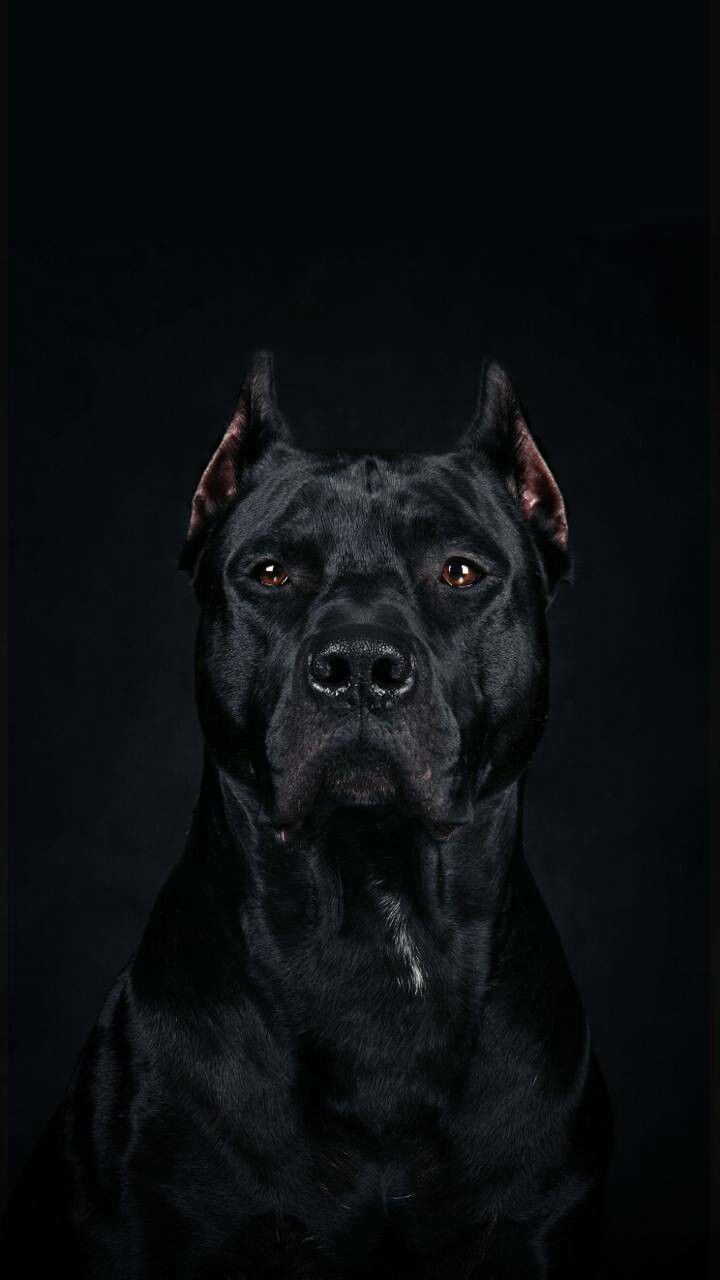 Blackcatgrooming Scary Dogs Dog Wallpaper iPhone