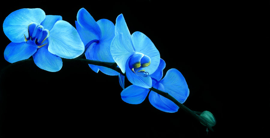 Blue Orchid Flower Wallpaper Name Pic Jpg