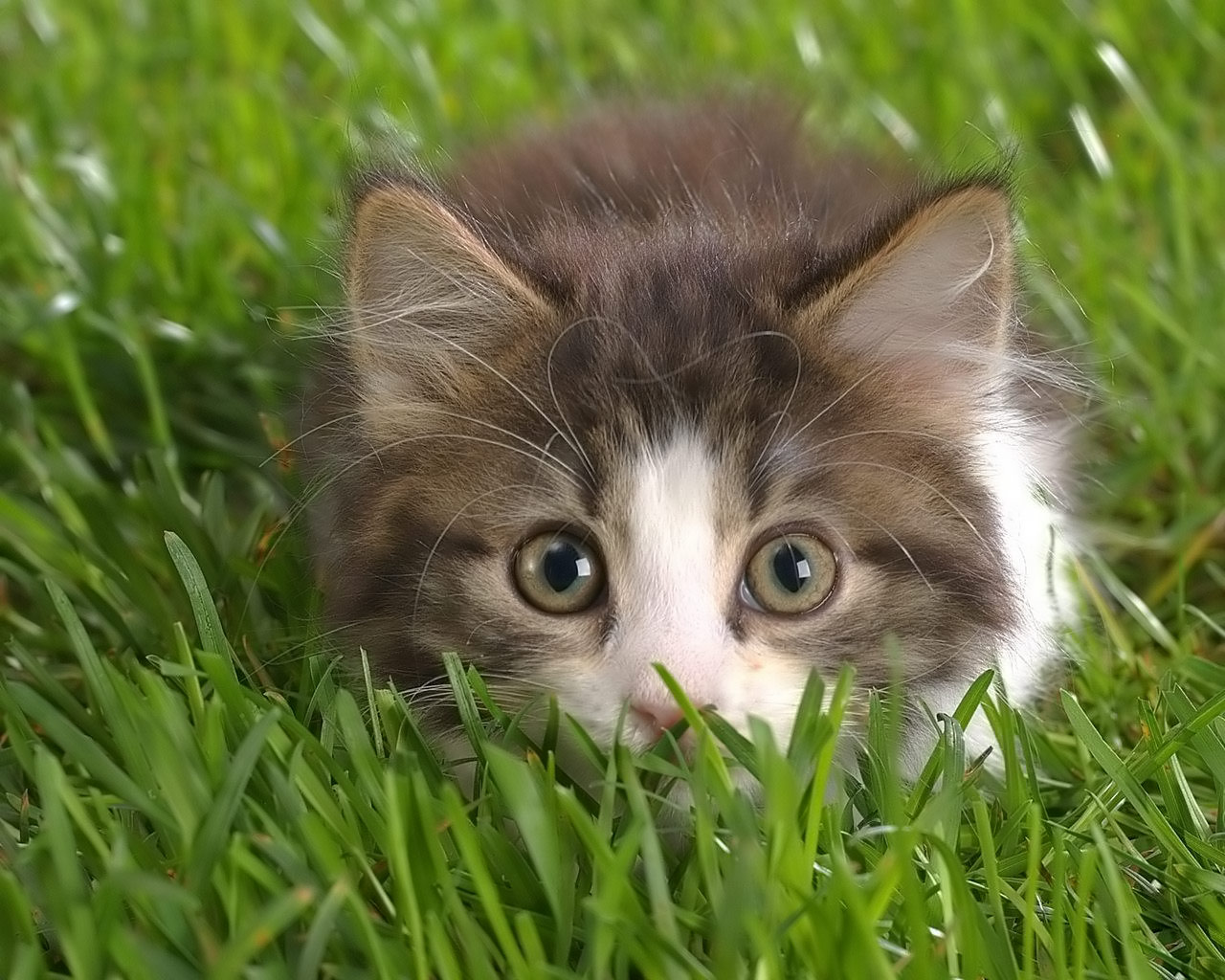 Cat Desktop Wallpaper