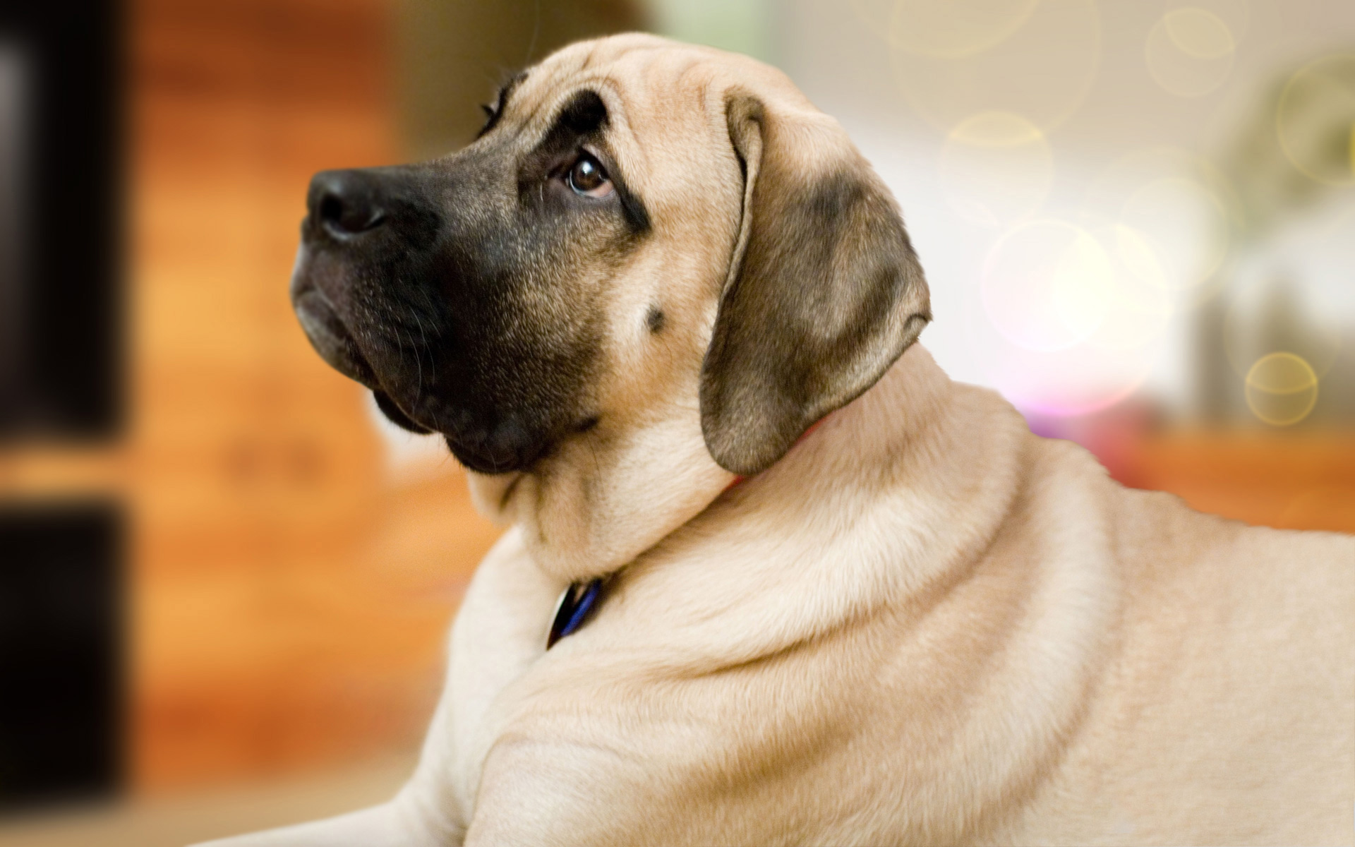  October 13 2015 By Stephen Comments Off on English Mastiff Wallpapers