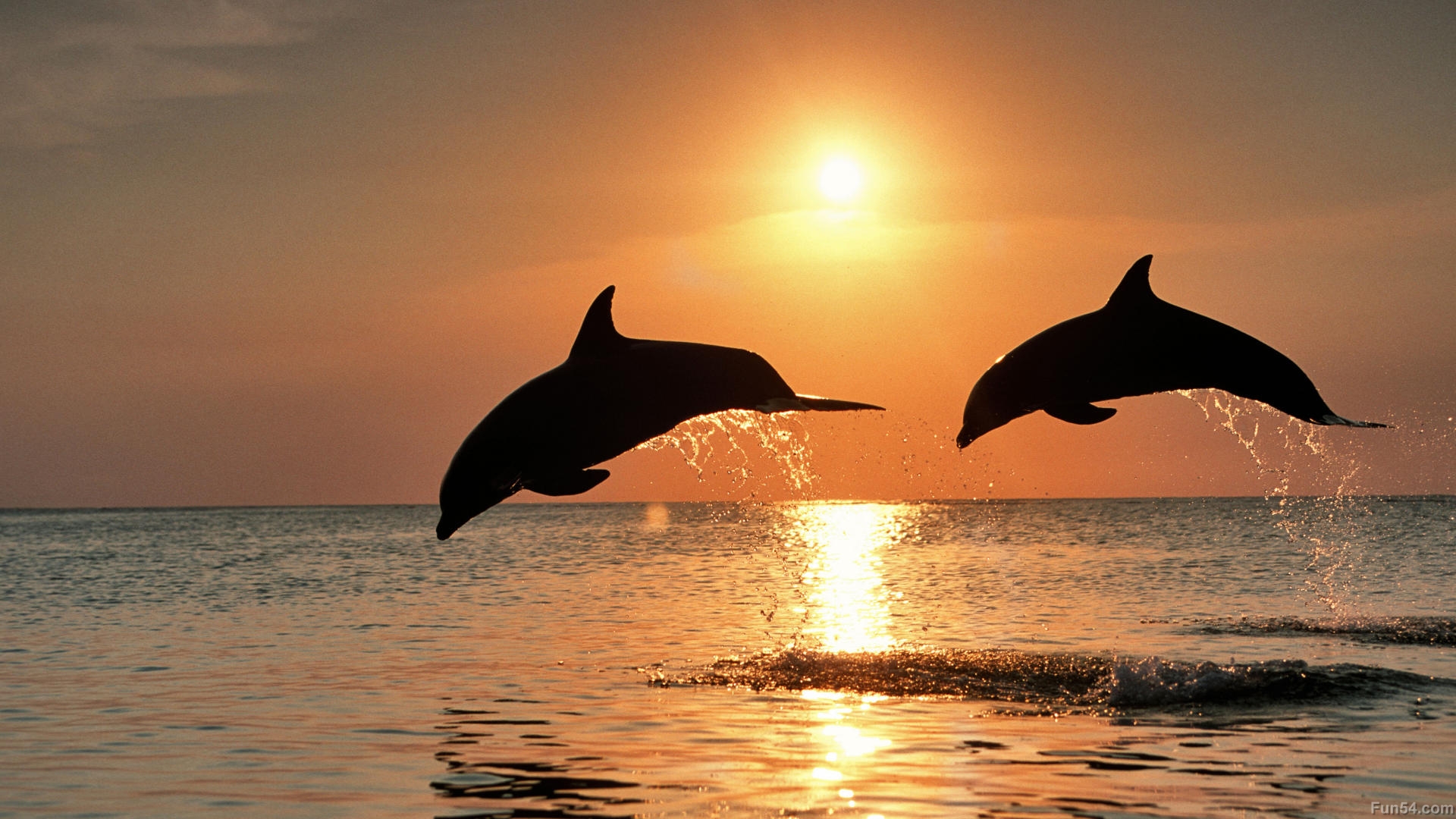 Sea Widescreen Life Desktop iPhone Reptiles Background Background