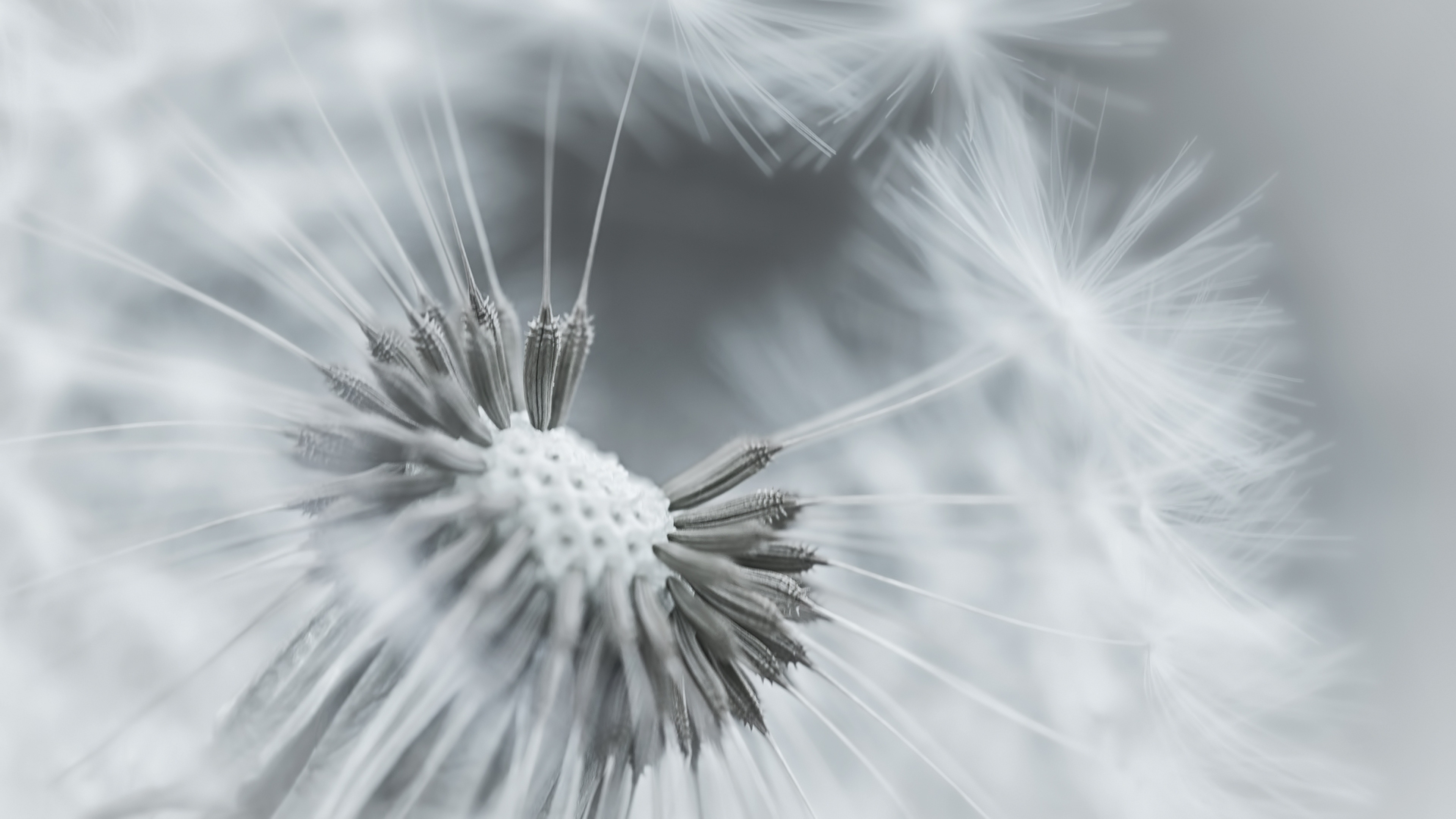 Wallpaper Dandelion Flower Feathers Seeds Black And White