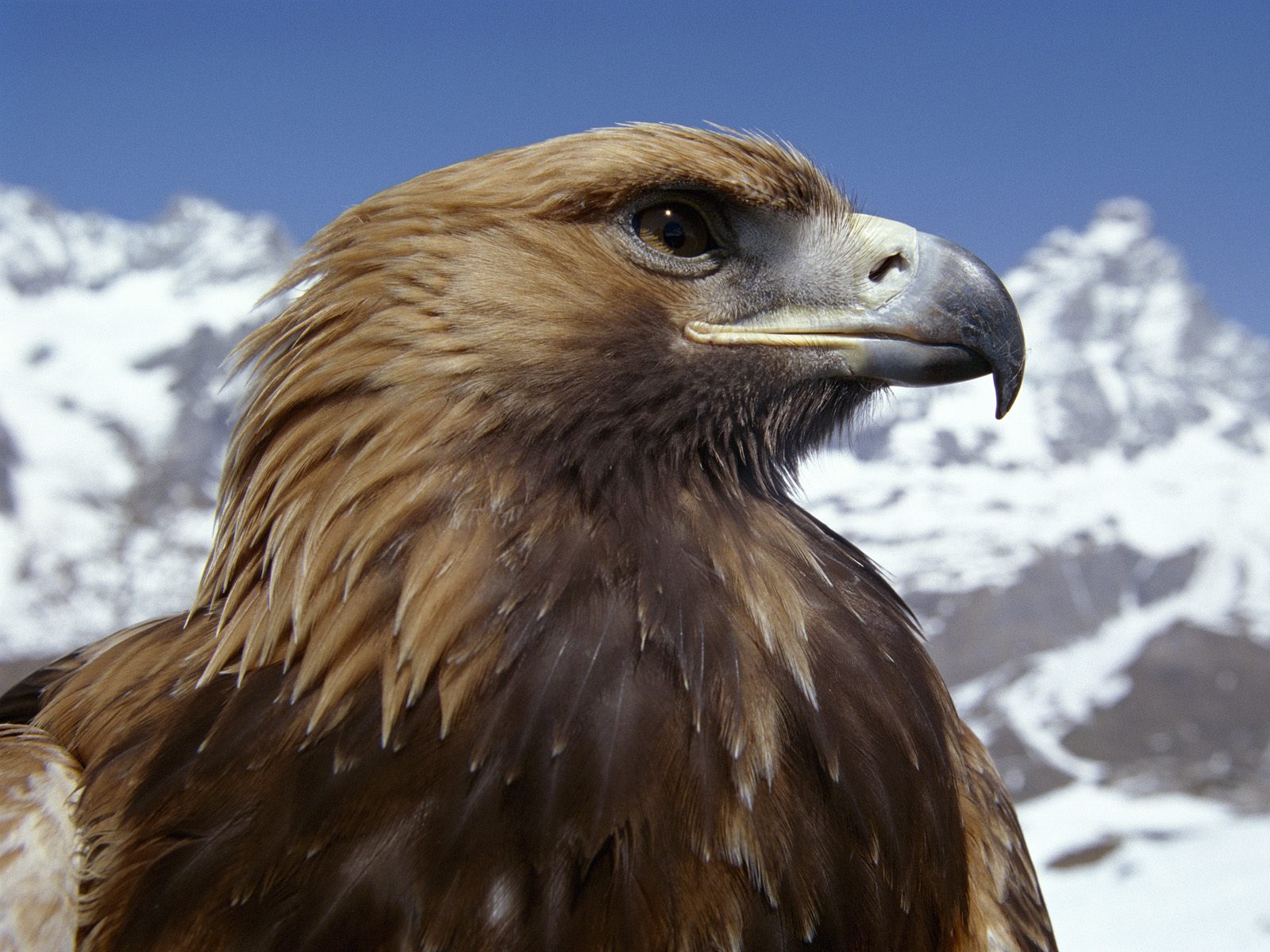 Golden Eagle Animal Wallpaper
