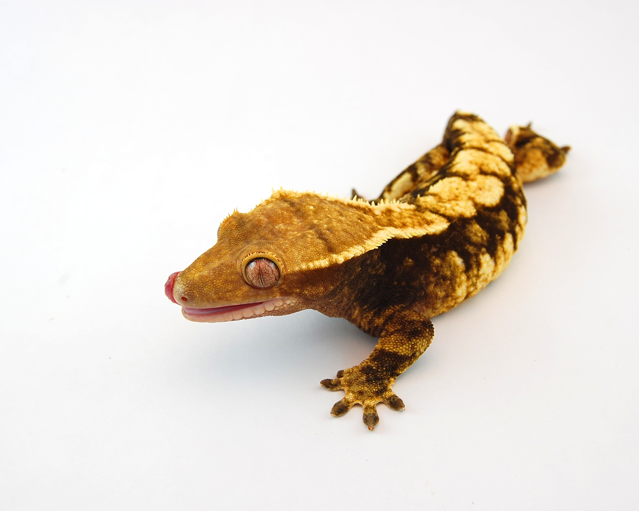 Crested Gecko Wallpaper Geckos For Guidance